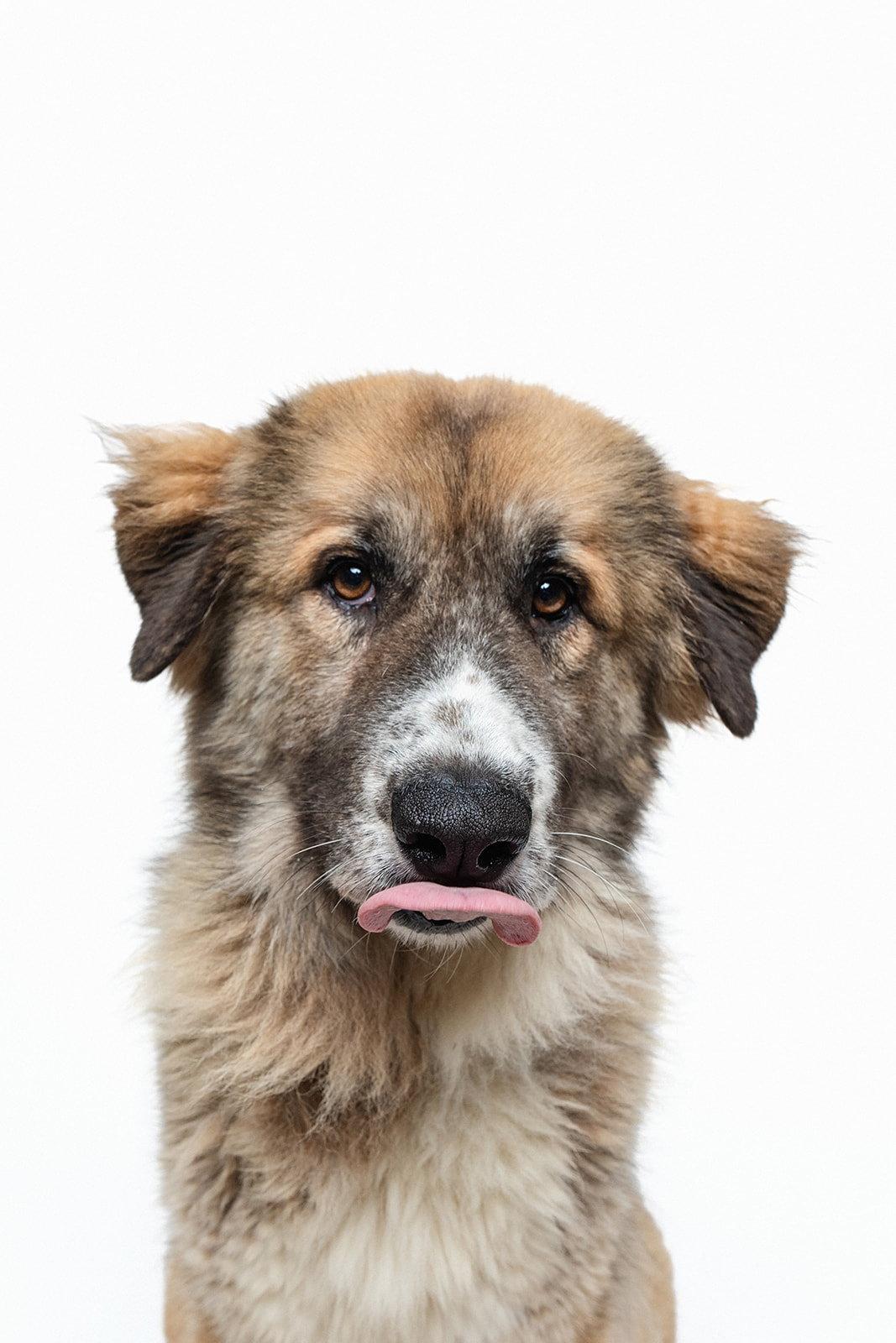 Enlarge Peaches (fka Princess), a Adoptable mixed breed in Houston, TX image 1/3