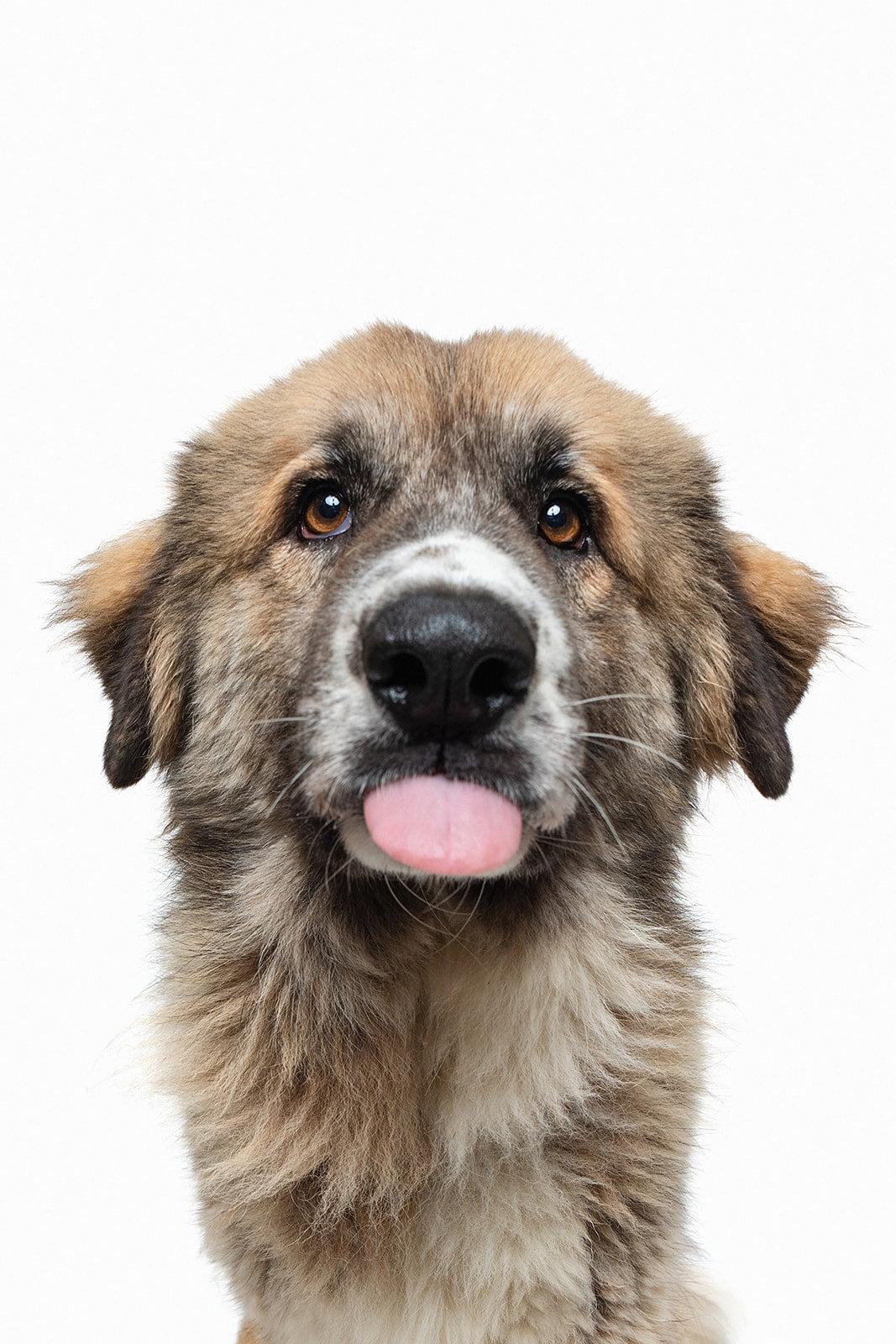 Enlarge Peaches (fka Princess), a Adoptable mixed breed in Houston, TX image 2/3