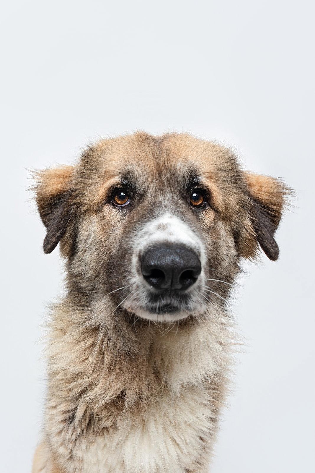 Enlarge Peaches (fka Princess), a Adoptable mixed breed in Houston, TX image 3/3