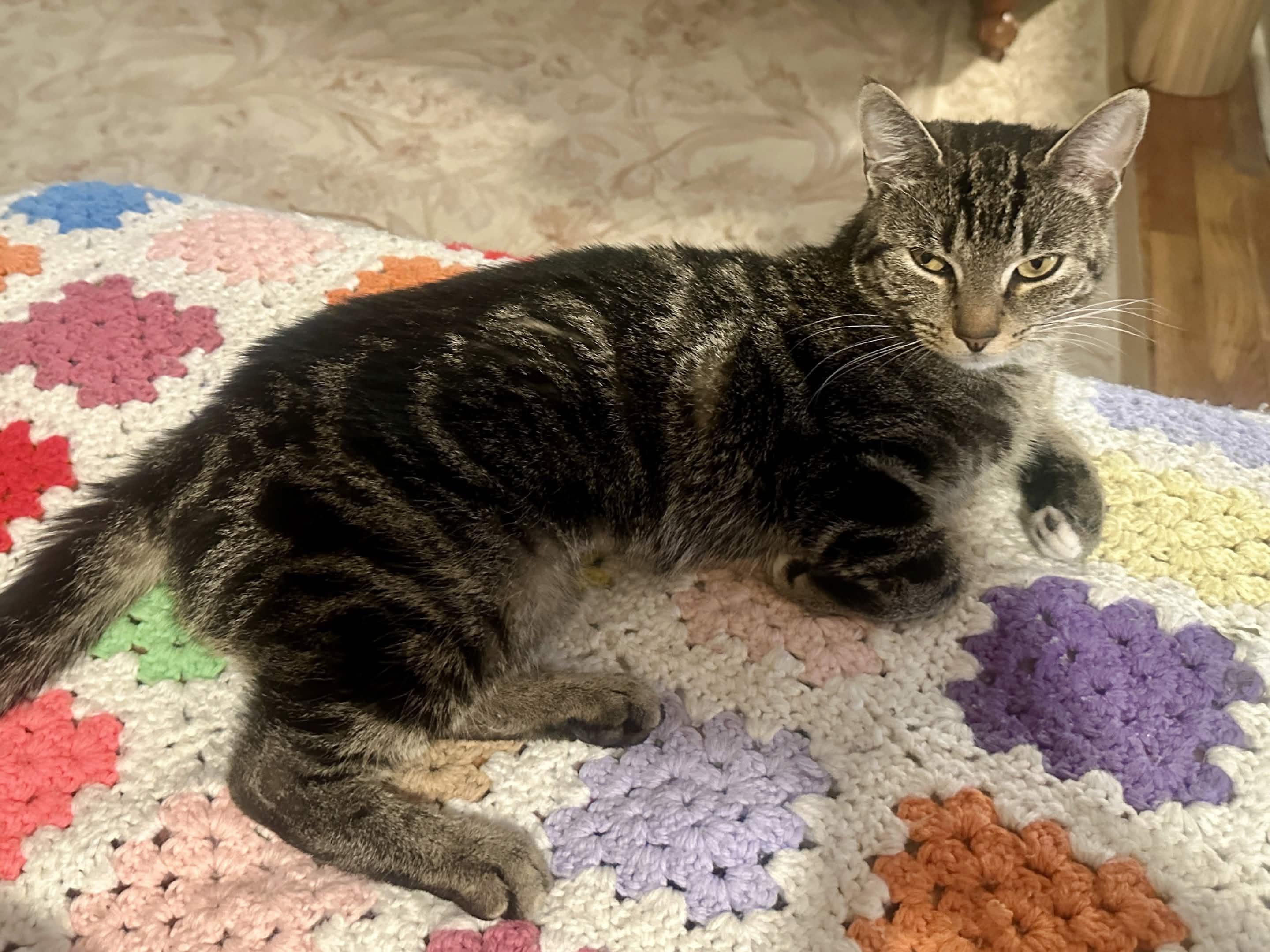 Loretta, a ADOPTABLE Domestic Short Hair in Weehawken, NJ image 3/6