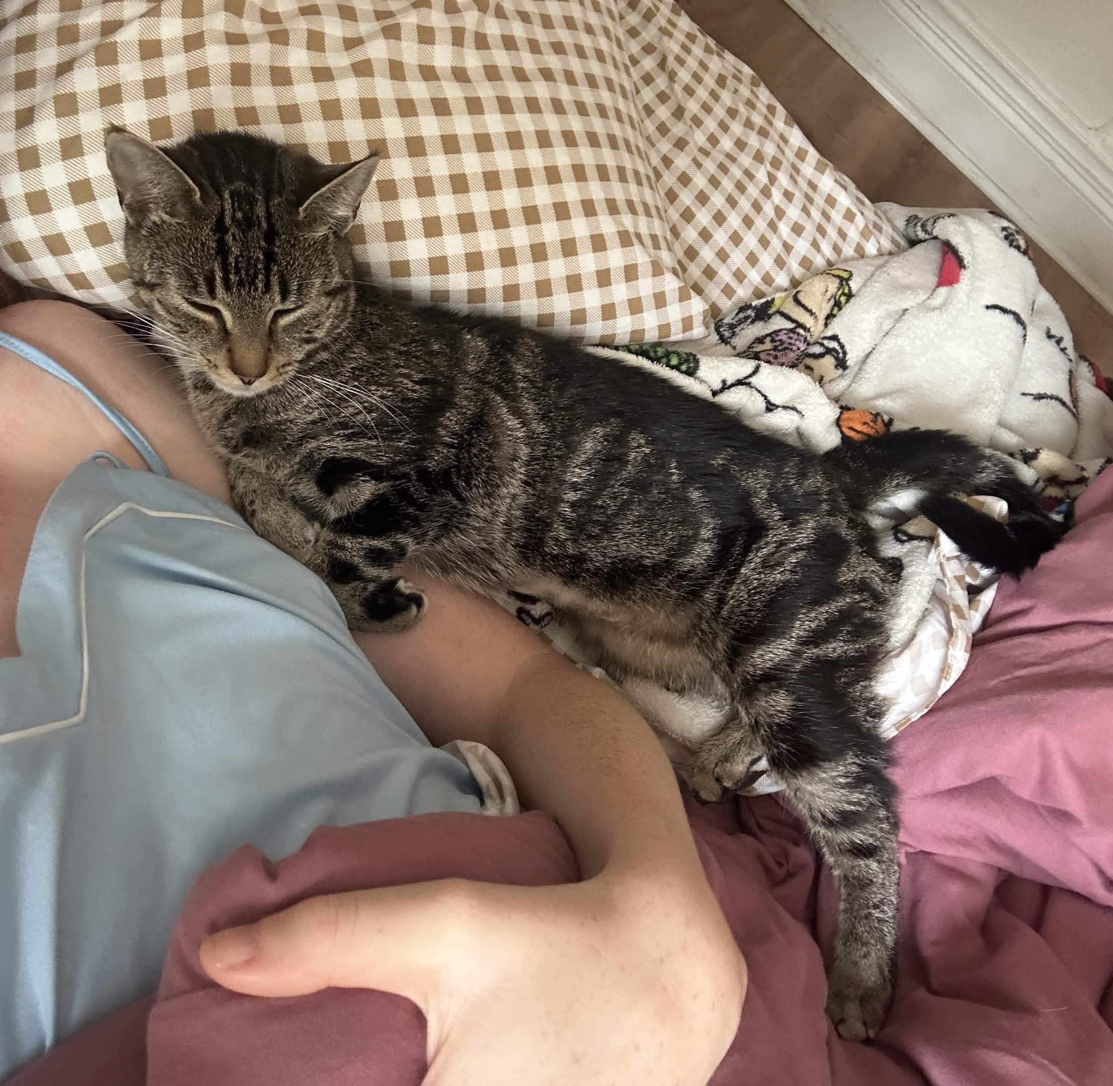 Loretta, a ADOPTABLE Domestic Short Hair in Weehawken, NJ image 5/6