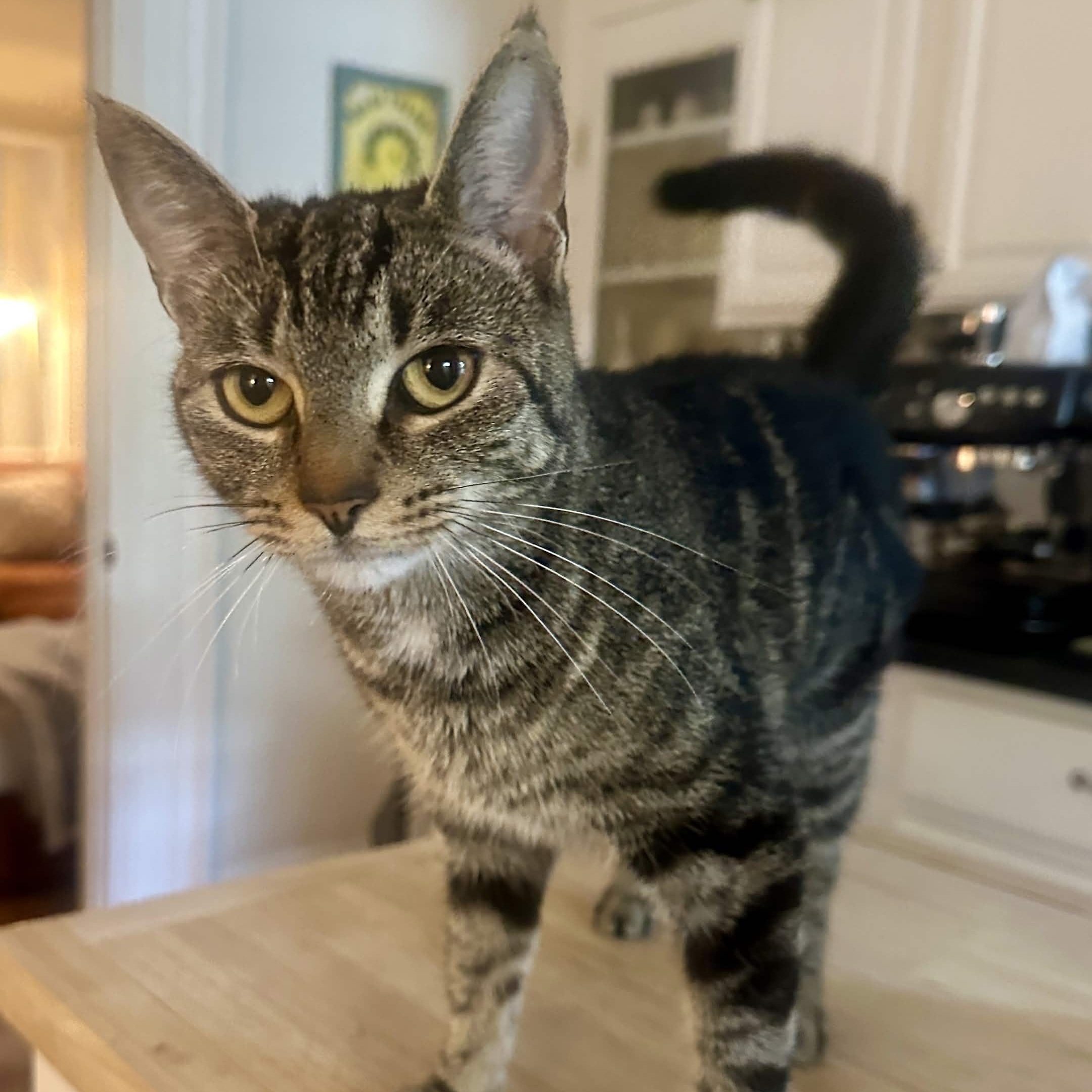 Loretta, a ADOPTABLE Domestic Short Hair in Weehawken, NJ image 1/6