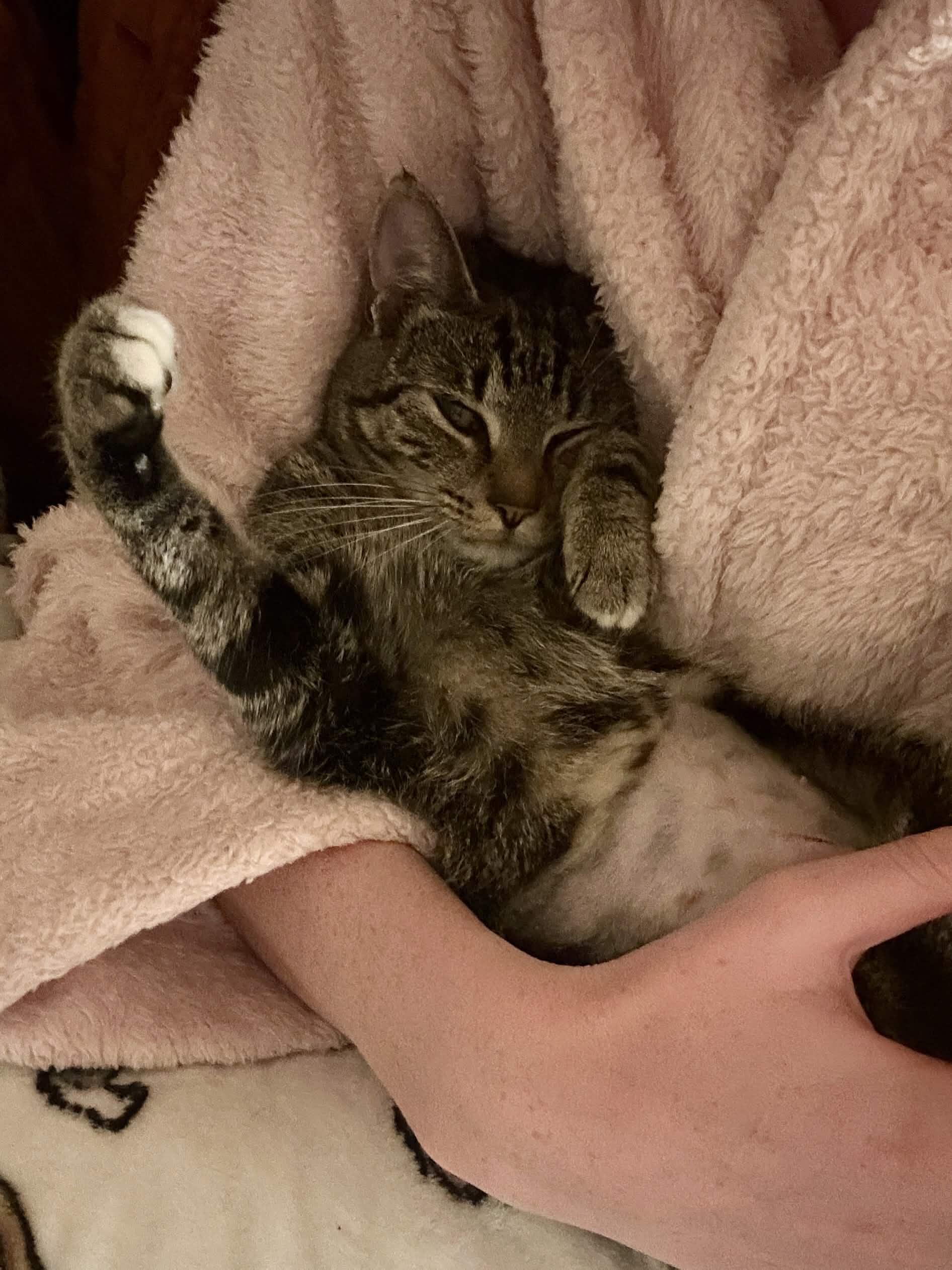 Loretta, a ADOPTABLE Domestic Short Hair in Weehawken, NJ image 2/6