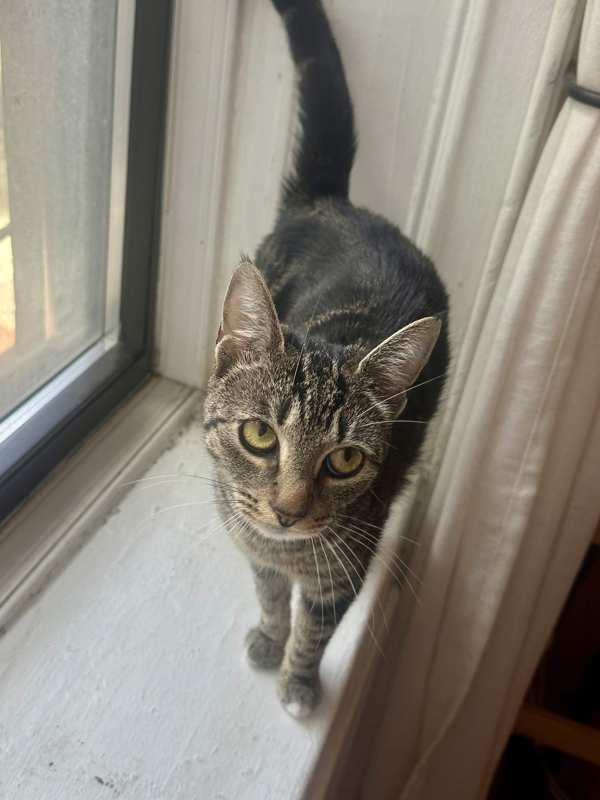 Loretta, a ADOPTABLE Domestic Short Hair in Weehawken, NJ image 6/6