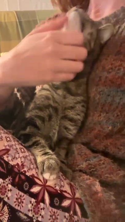 Enlarge Loretta, a ADOPTABLE Domestic Short Hair in Weehawken, NJ video 4/6