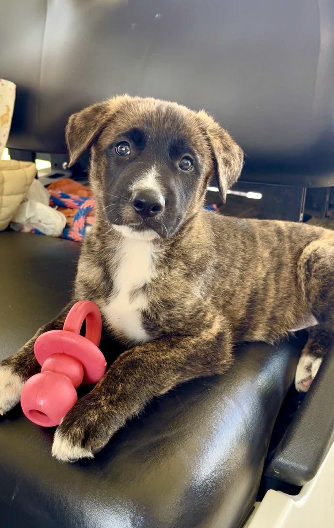 Enlarge Robbie, an adoption pending mixed breed in New Orleans, LA image 6/6