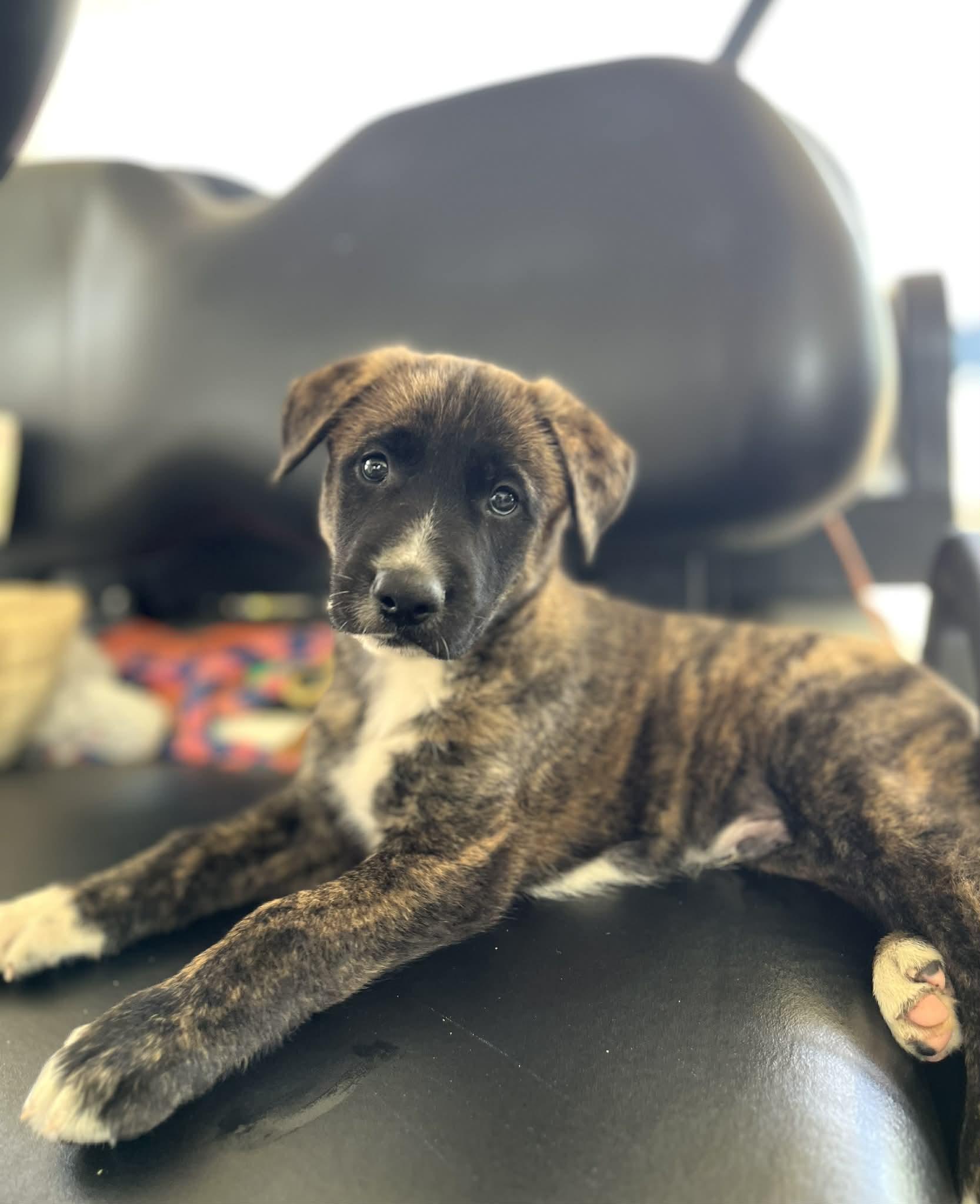 Enlarge Robbie, an adoption pending mixed breed in New Orleans, LA image 3/6