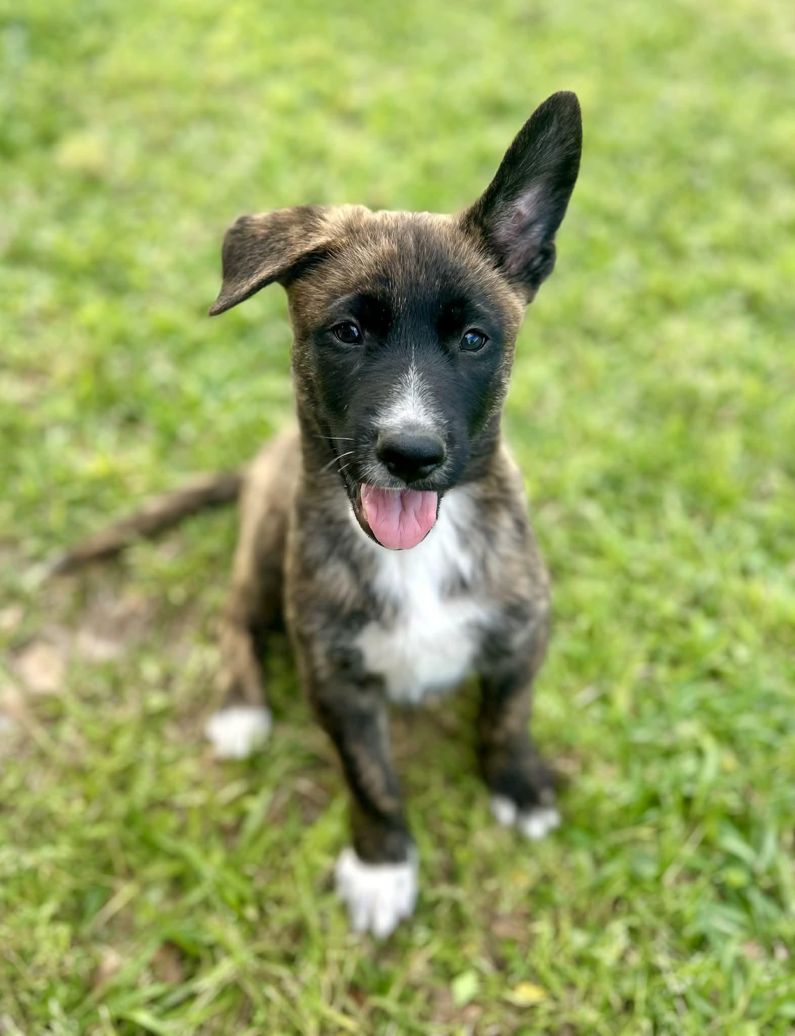 Enlarge Robbie, an adoption pending mixed breed in New Orleans, LA image 1/6