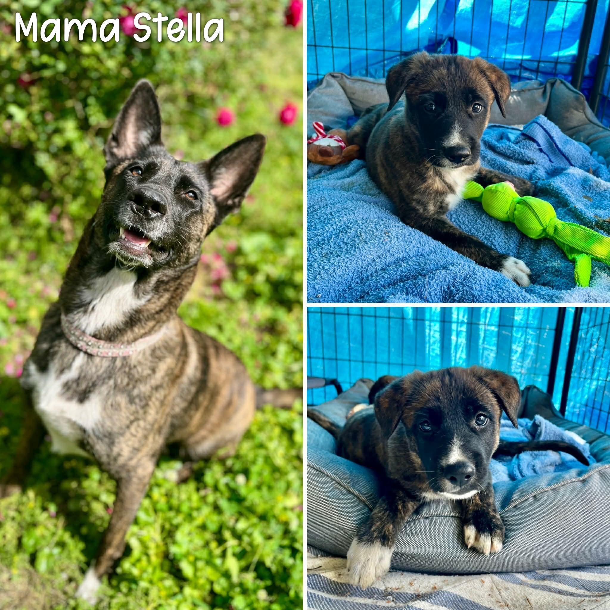 Enlarge Robbie, an adoption pending mixed breed in New Orleans, LA image 4/6
