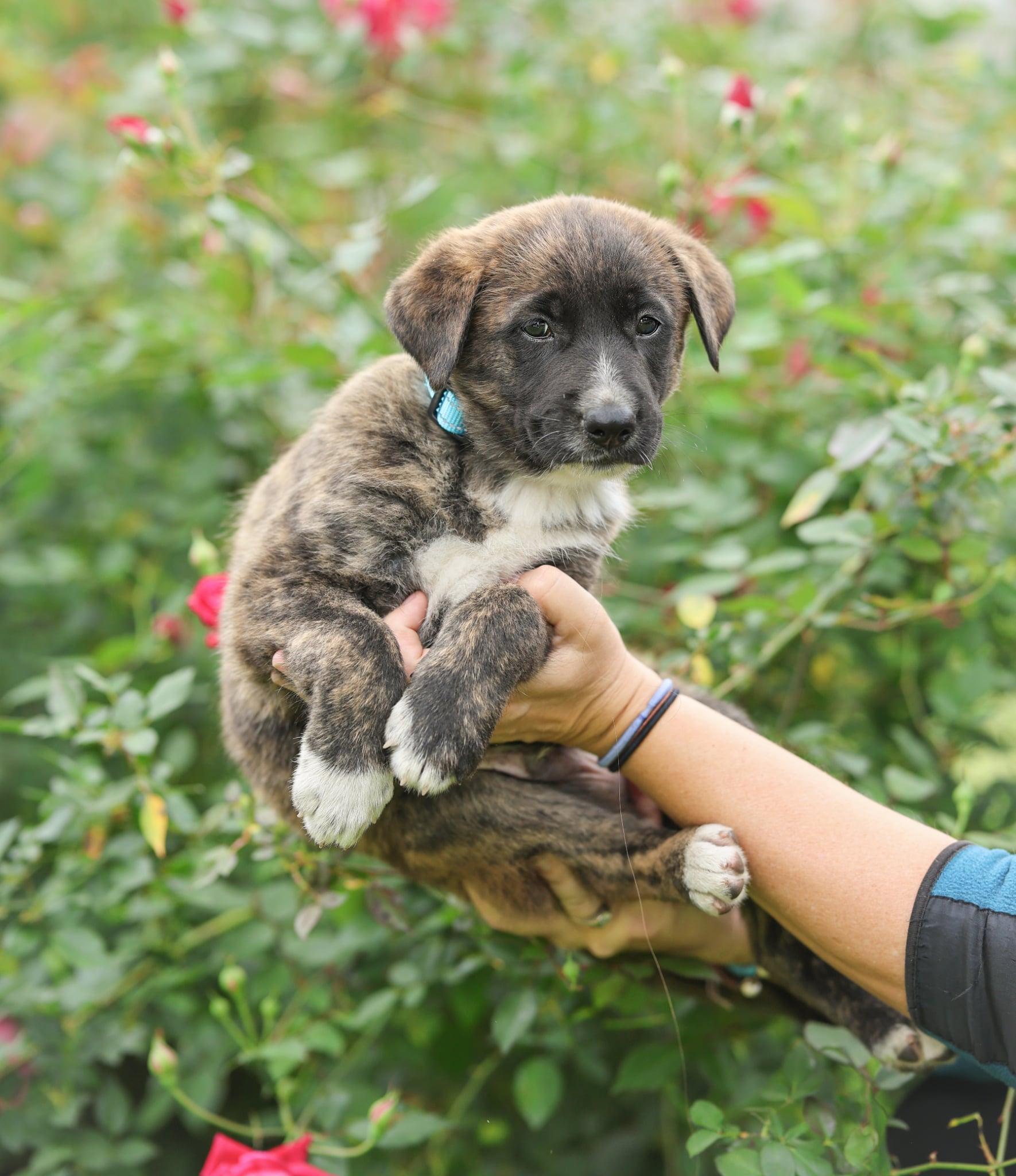 Enlarge Robbie, an adoption pending mixed breed in New Orleans, LA image 2/6