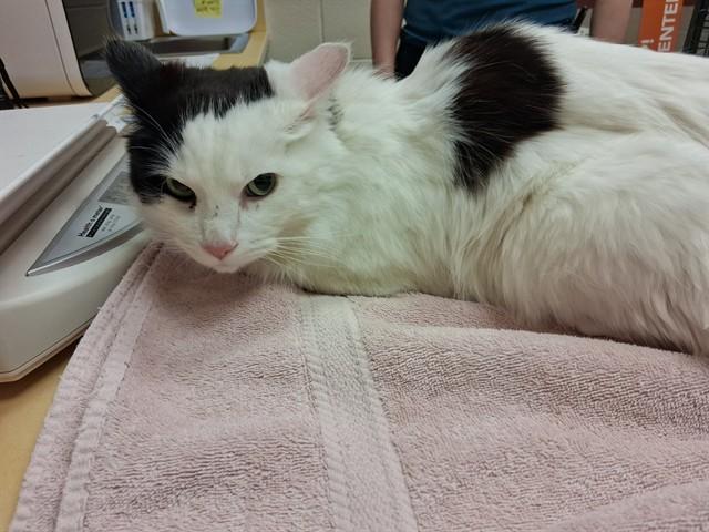 ZIGGY, Adoptable, Adult Male Domestic Long Hair.