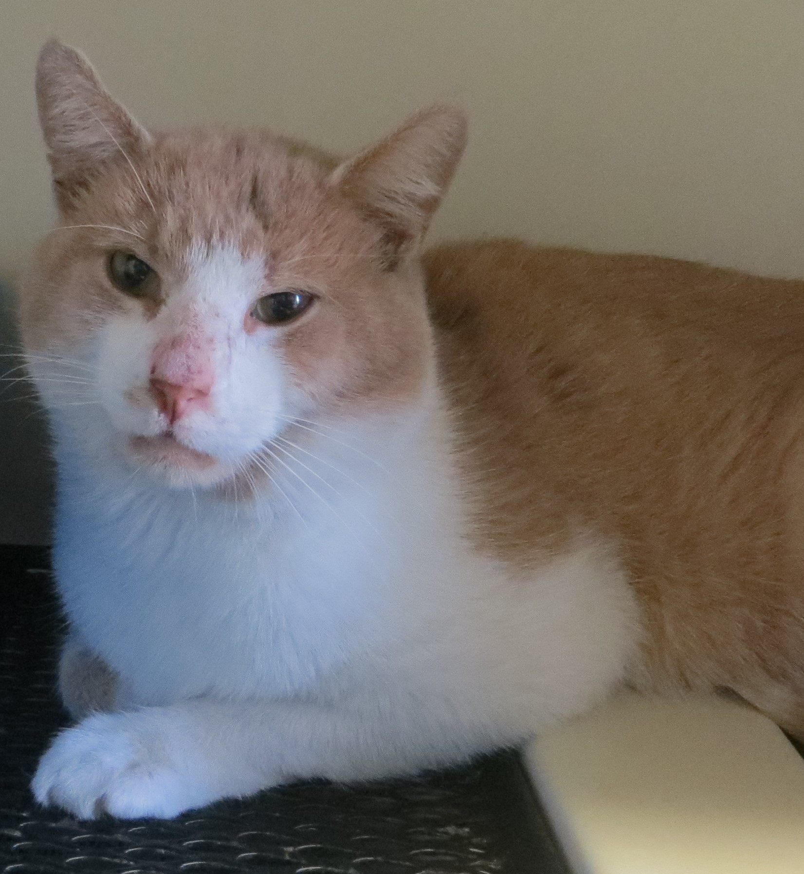 Cat for adoption EAGAN, a Domestic Short Hair in Taunton, MA Petfinder