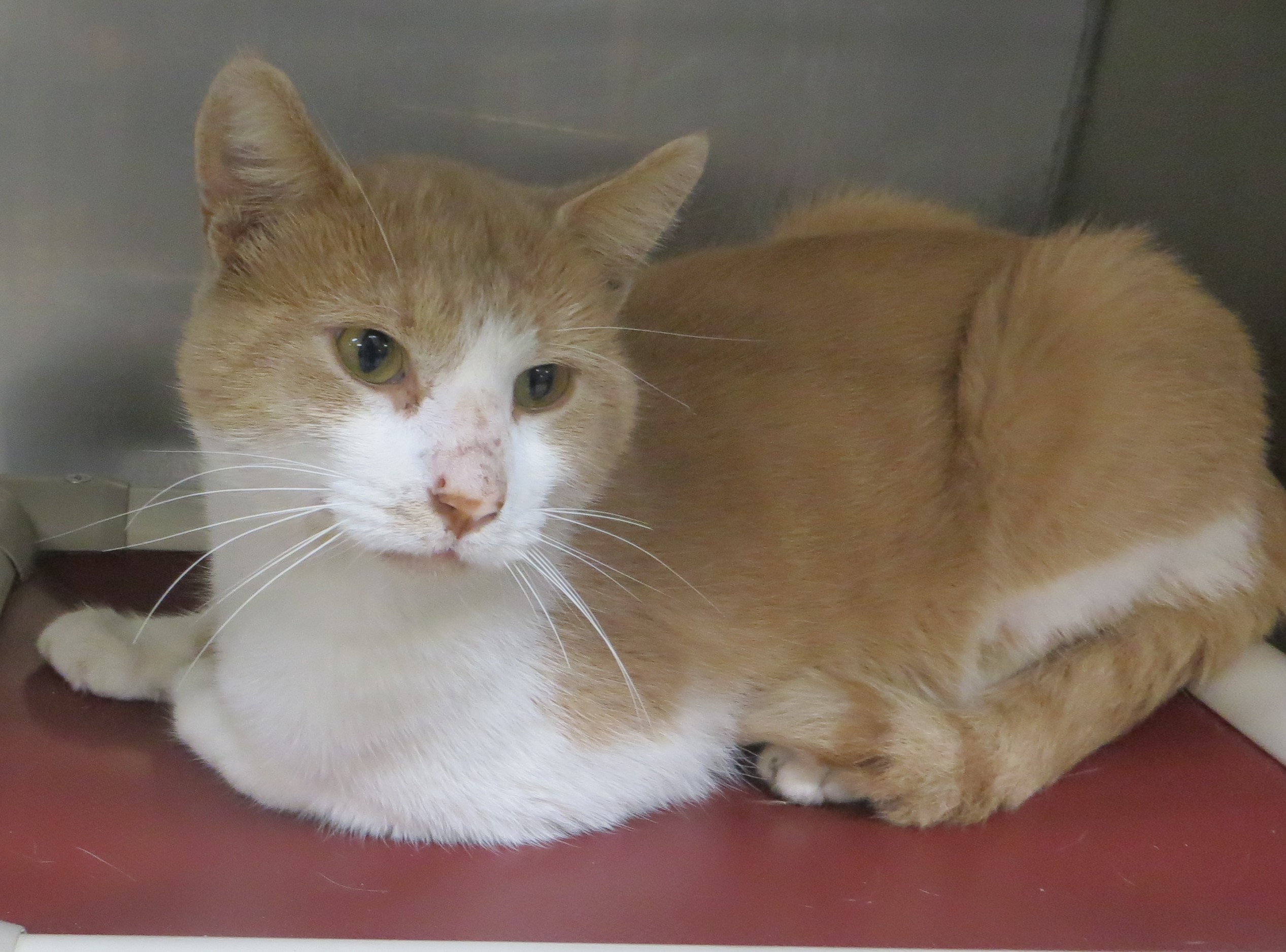 Cat for adoption EAGAN, a Domestic Short Hair in Taunton, MA Petfinder