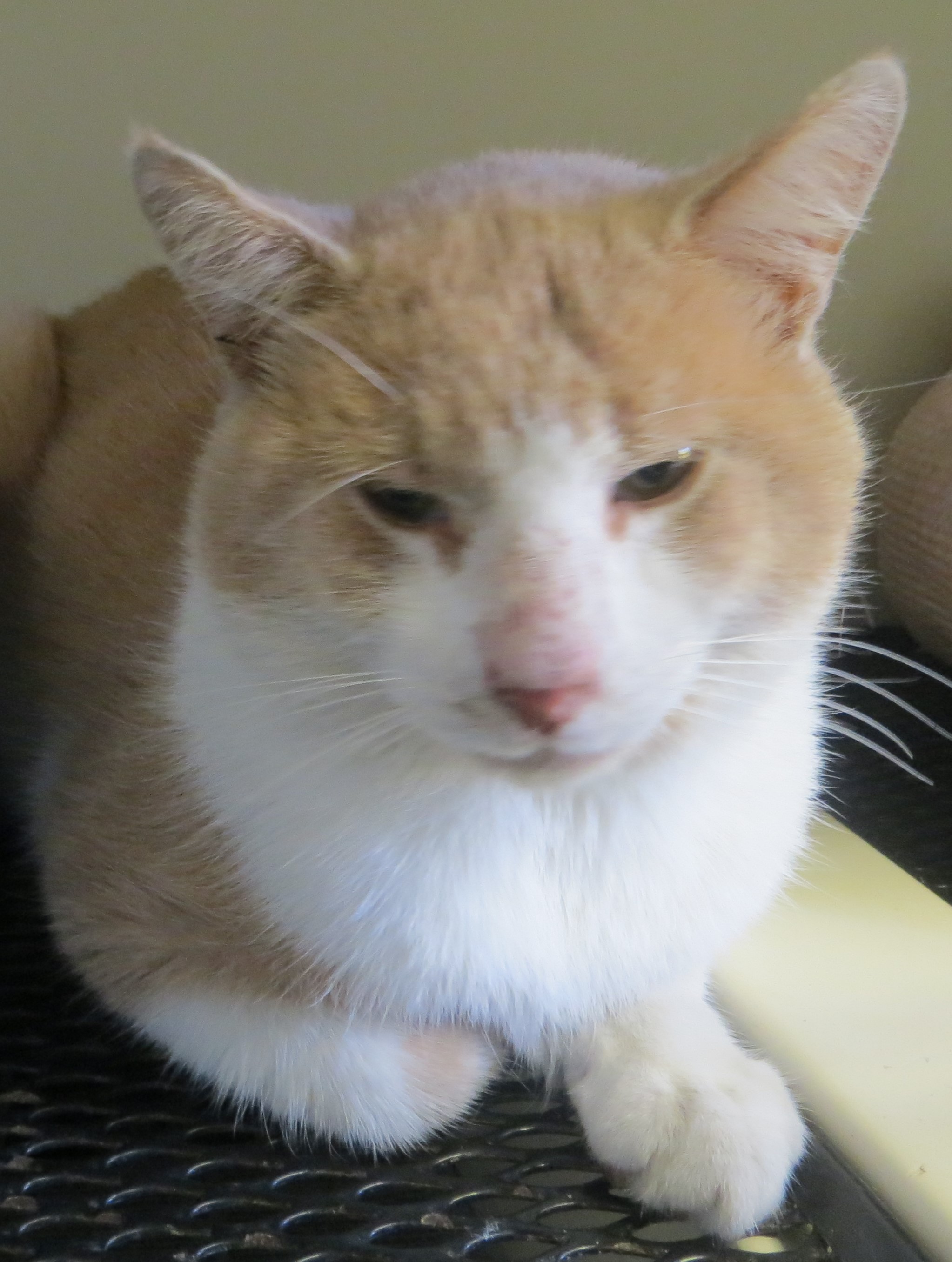 Cat for adoption EAGAN, a Domestic Short Hair in Taunton, MA Petfinder