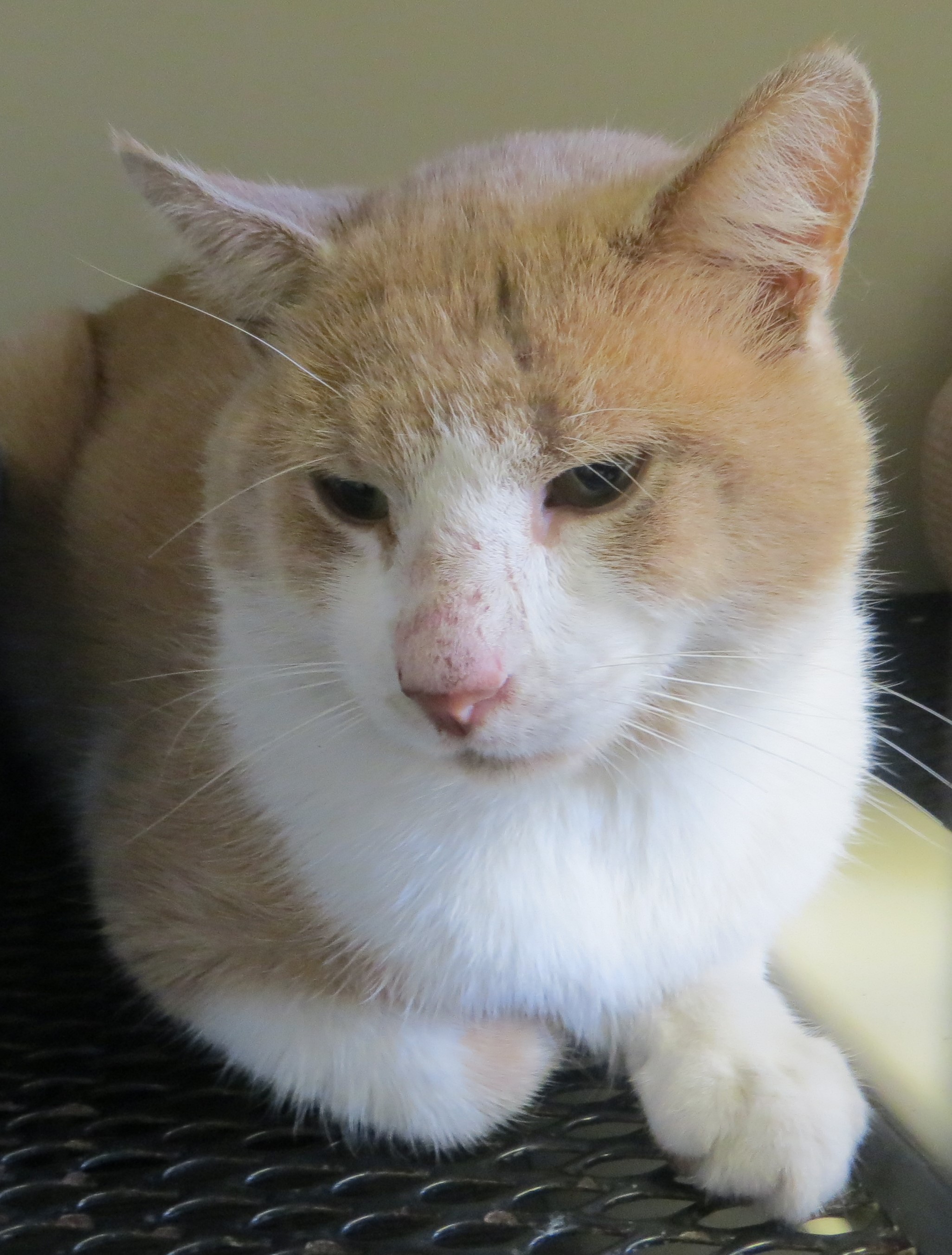 Cat for adoption EAGAN, a Domestic Short Hair in Taunton, MA Petfinder