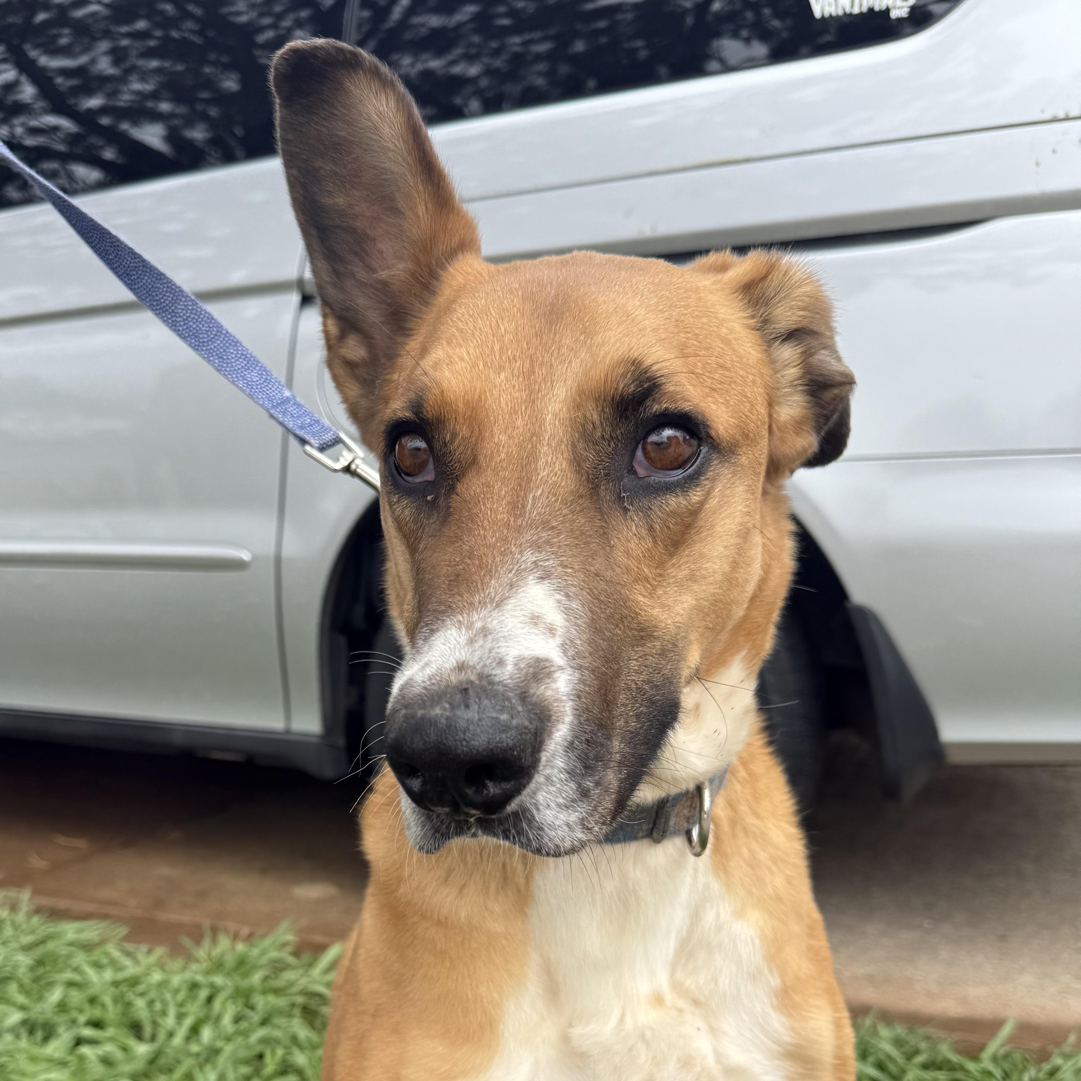 Copper, a Adoptable mixed breed in Belleville, NJ image 2/6