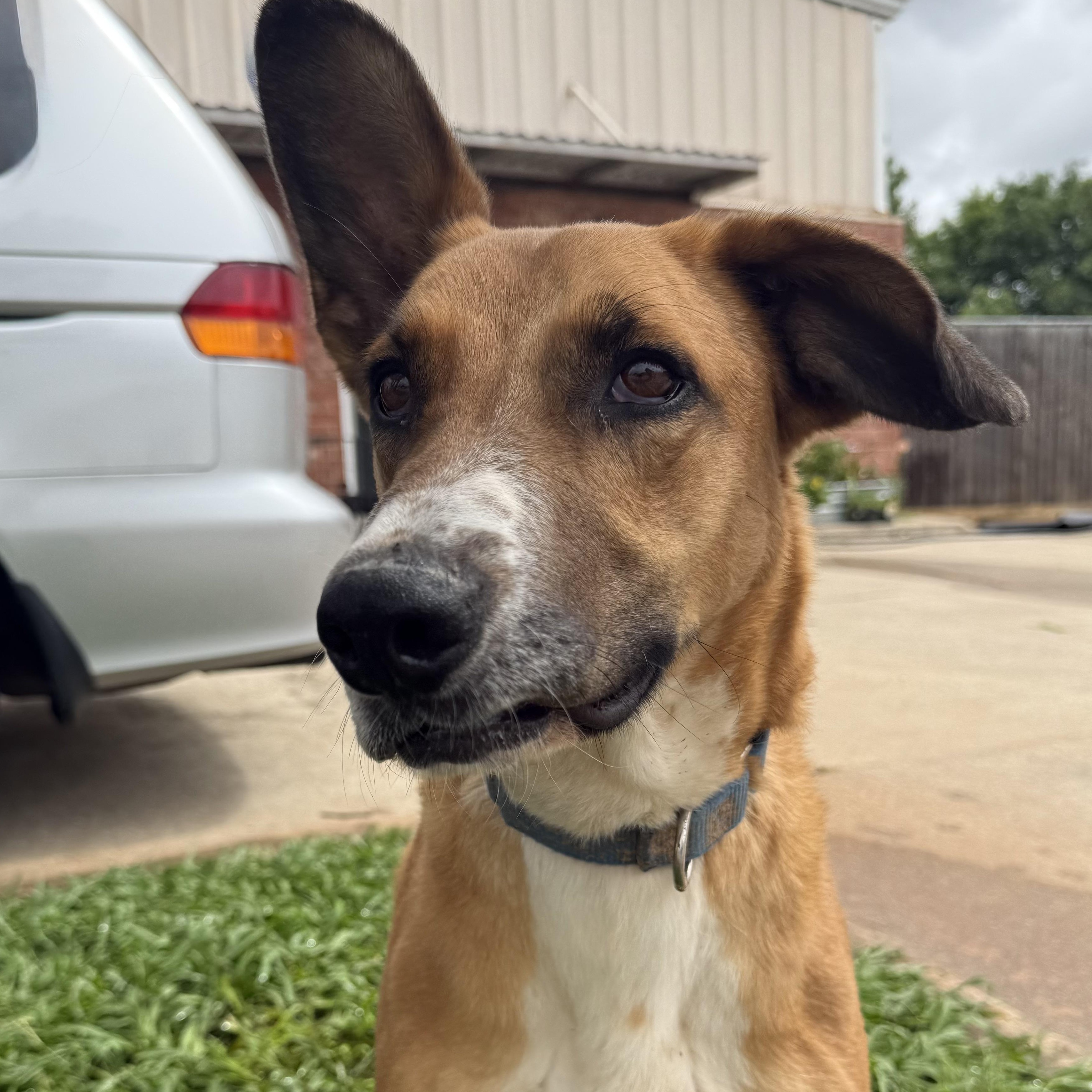 Copper, a Adoptable mixed breed in Belleville, NJ image 3/6