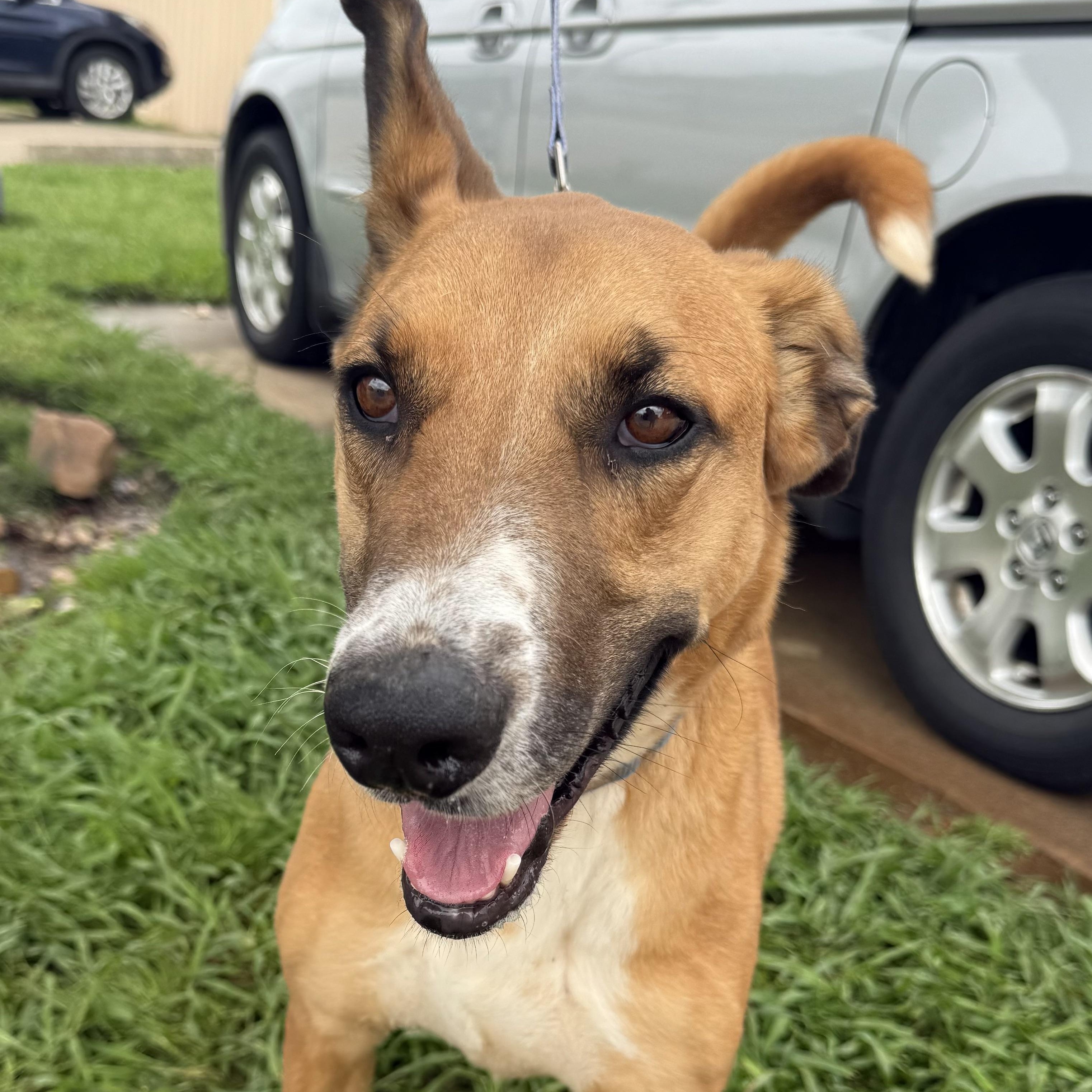 Copper, a Adoptable mixed breed in Belleville, NJ image 1/6