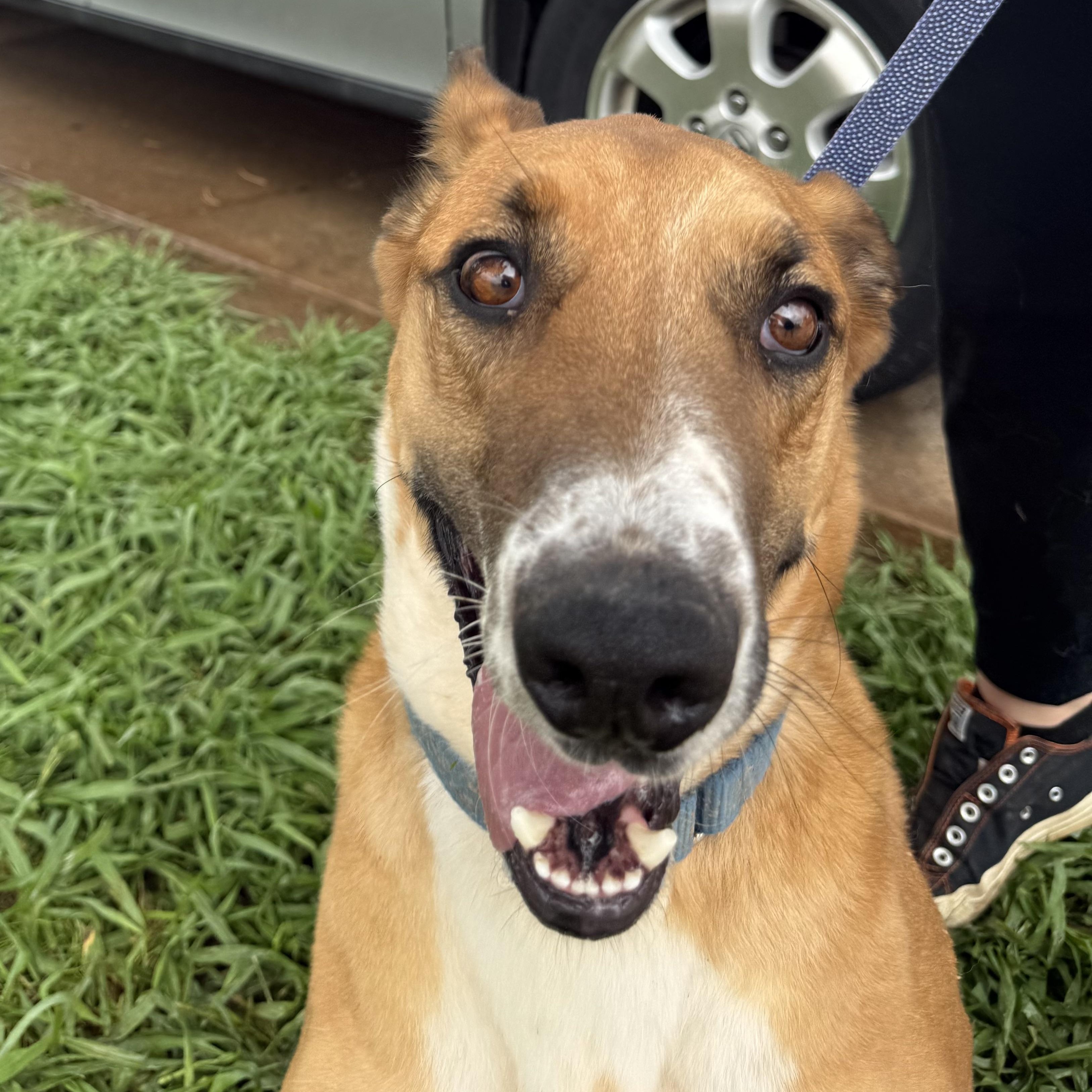 Copper, a Adoptable mixed breed in Belleville, NJ image 4/6