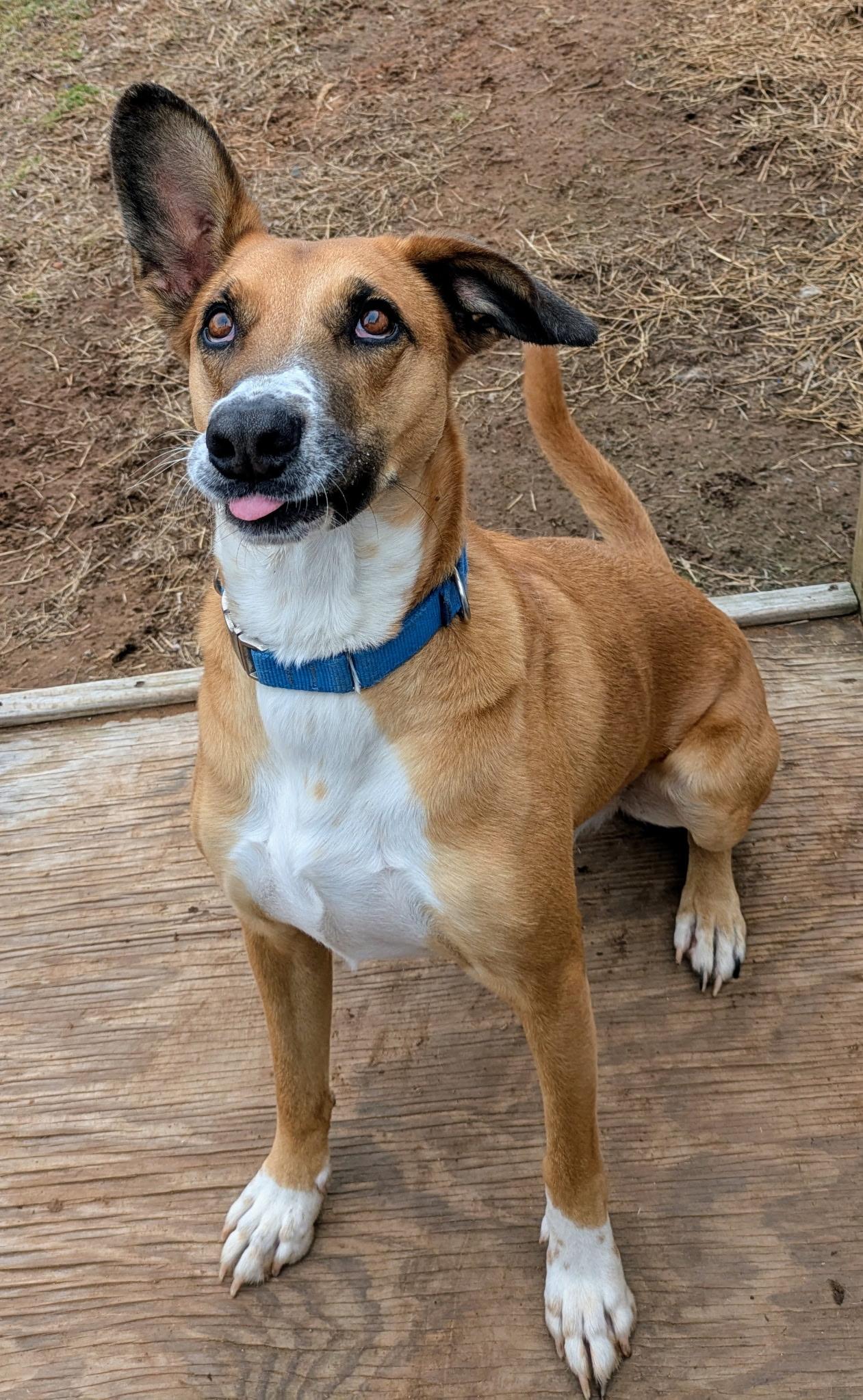 Enlarge Copper, a Adoptable mixed breed in Belleville, NJ image 1/6