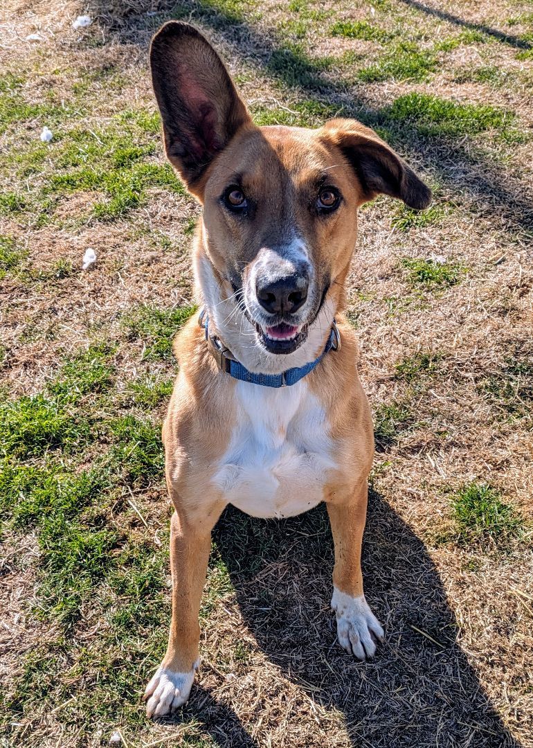 Copper, a Adoptable mixed breed in Belleville, NJ image 5/6
