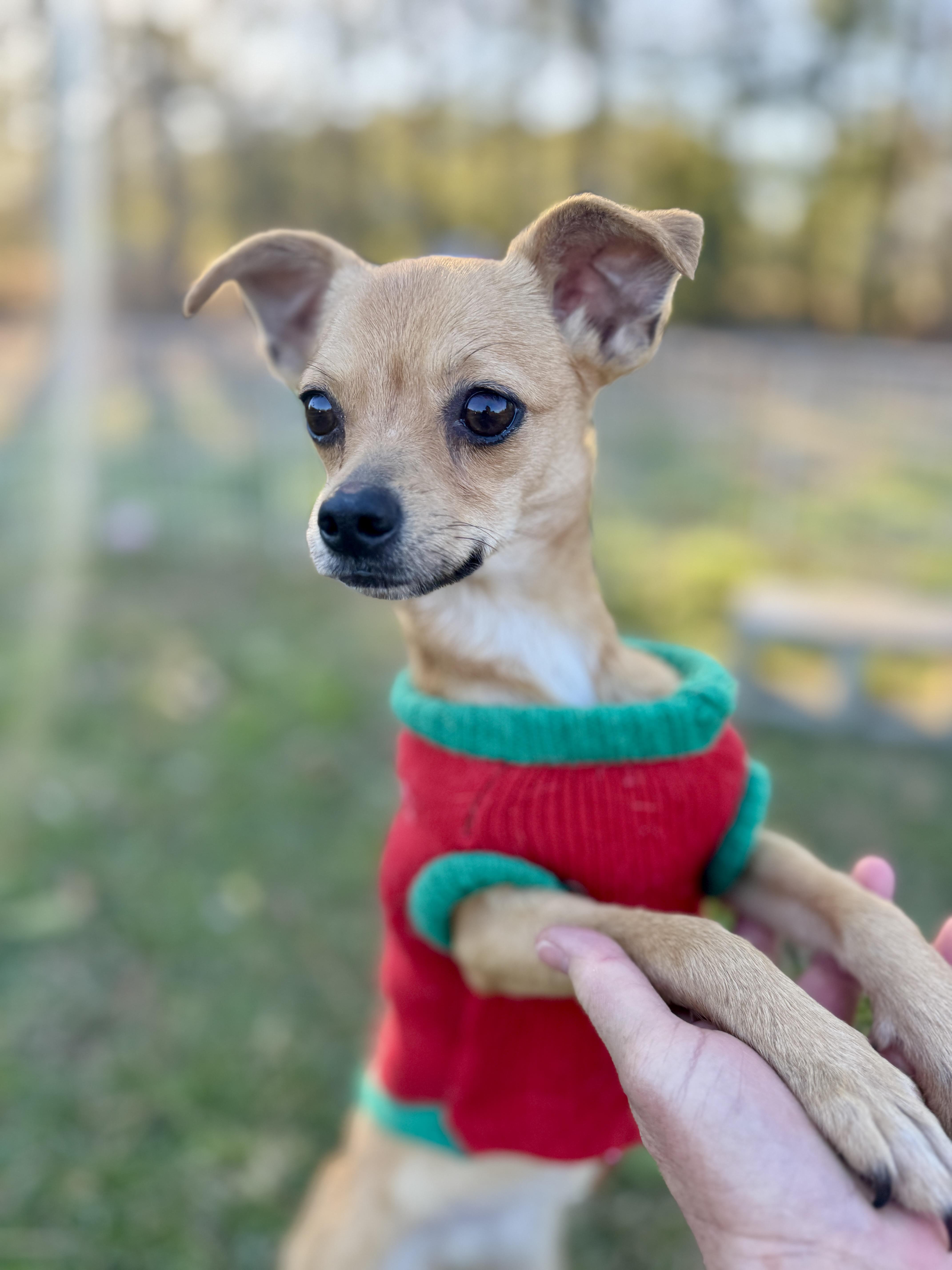 Enlarge Shelby, an adopted mixed breed in Harrisburg, PA image 2/6