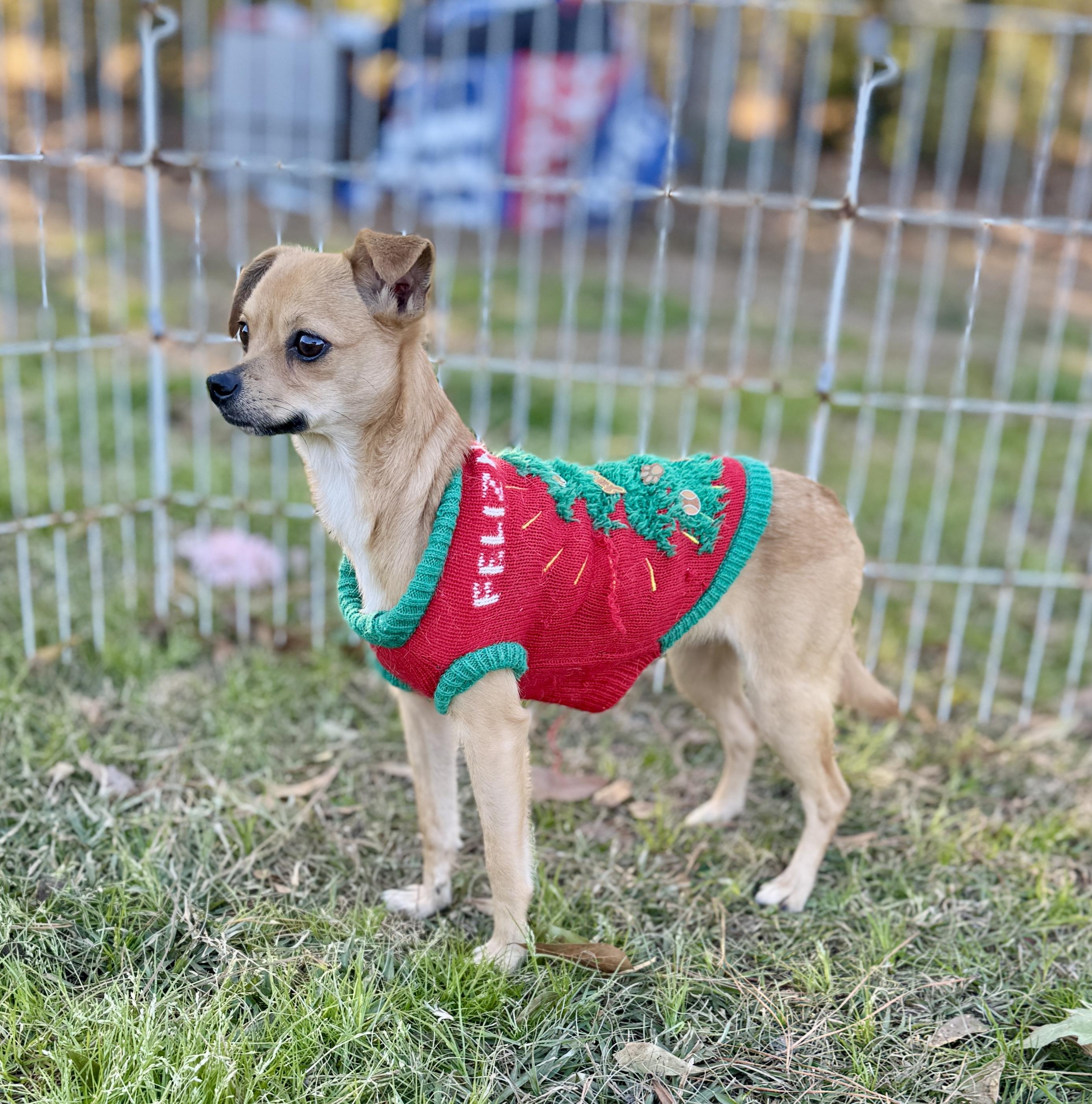 Enlarge Shelby, an adopted mixed breed in Harrisburg, PA image 3/6