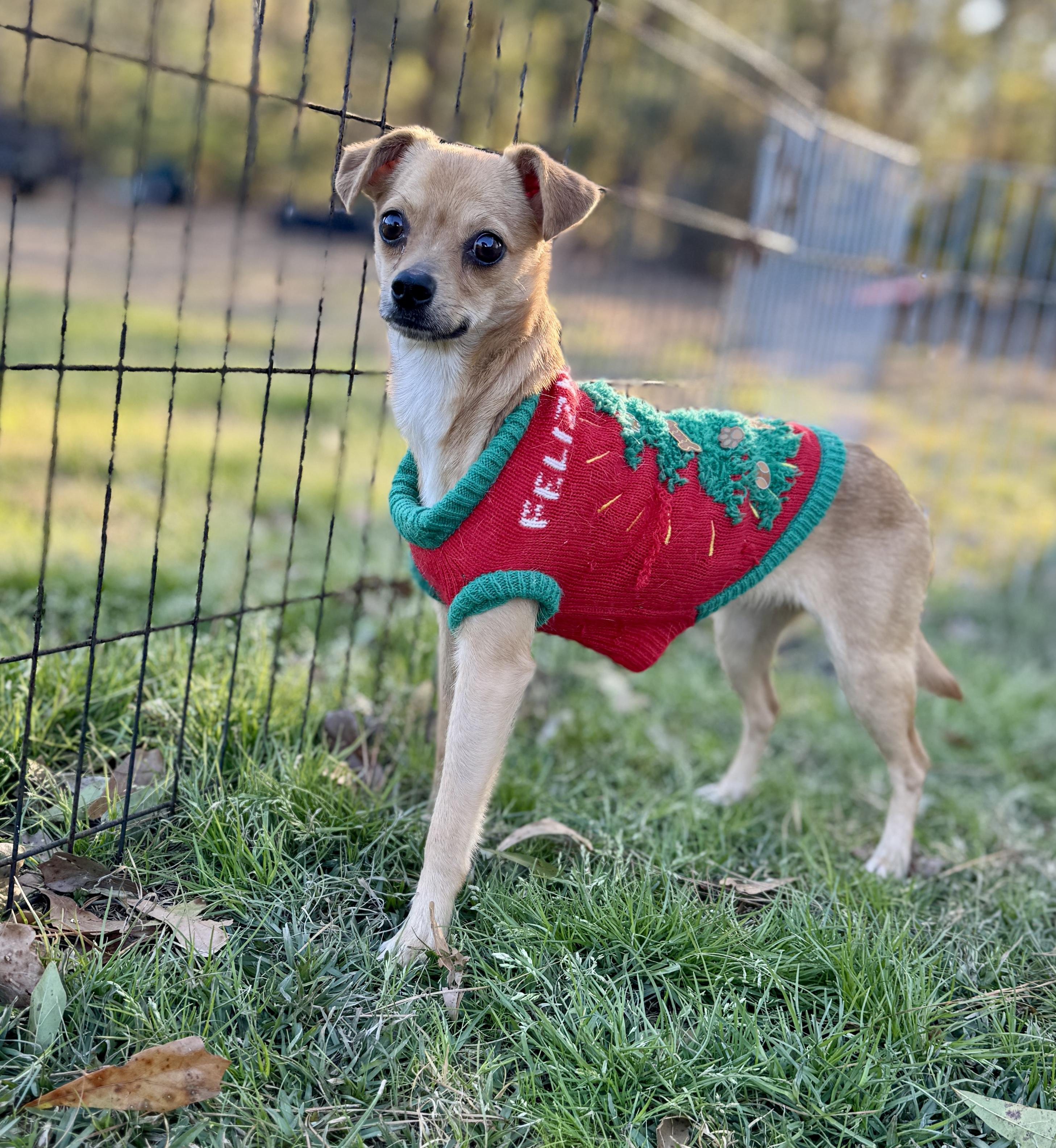 Enlarge Shelby, an adopted mixed breed in Harrisburg, PA image 4/6