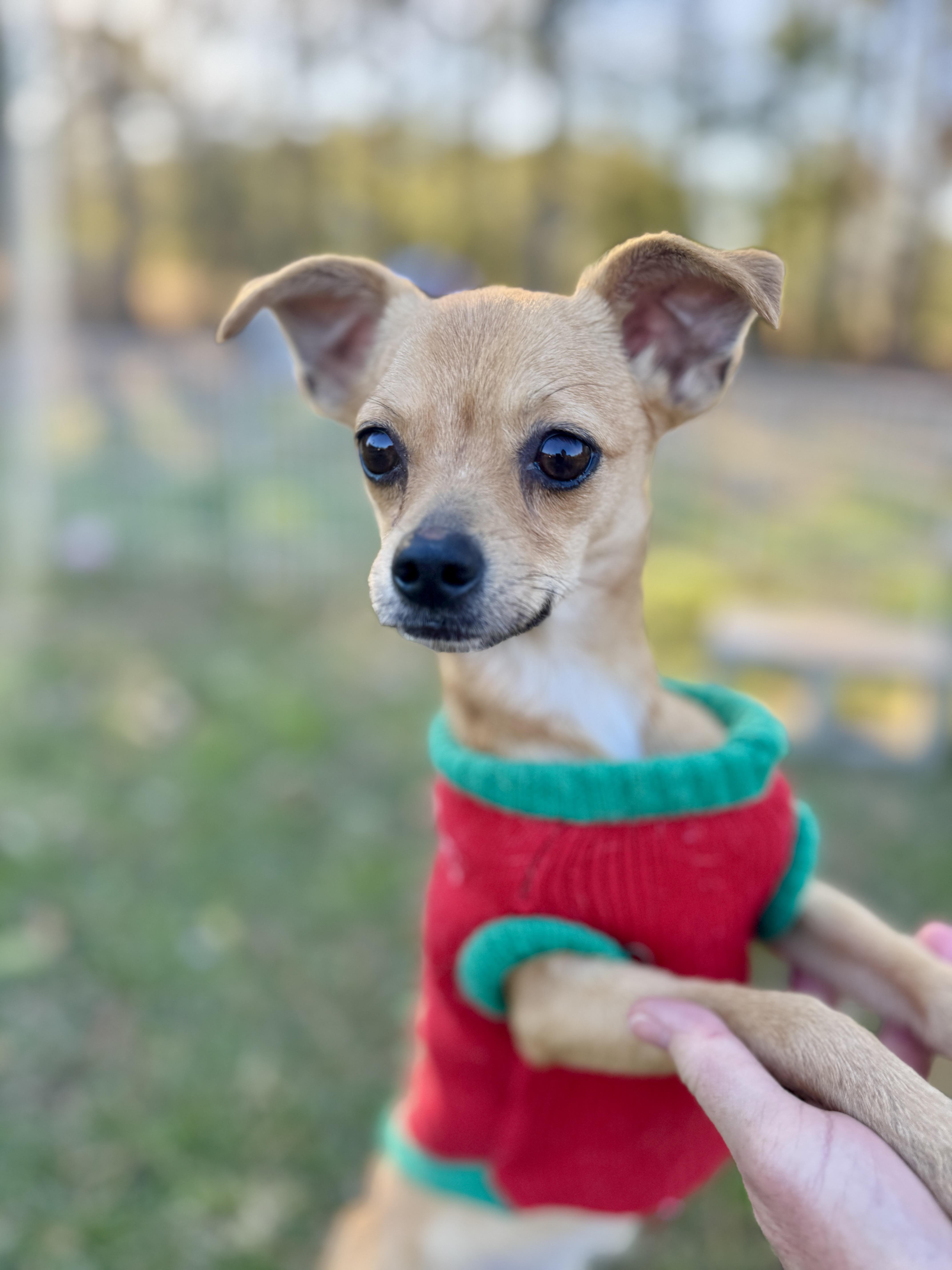 Enlarge Shelby, an adopted mixed breed in Harrisburg, PA image 6/6