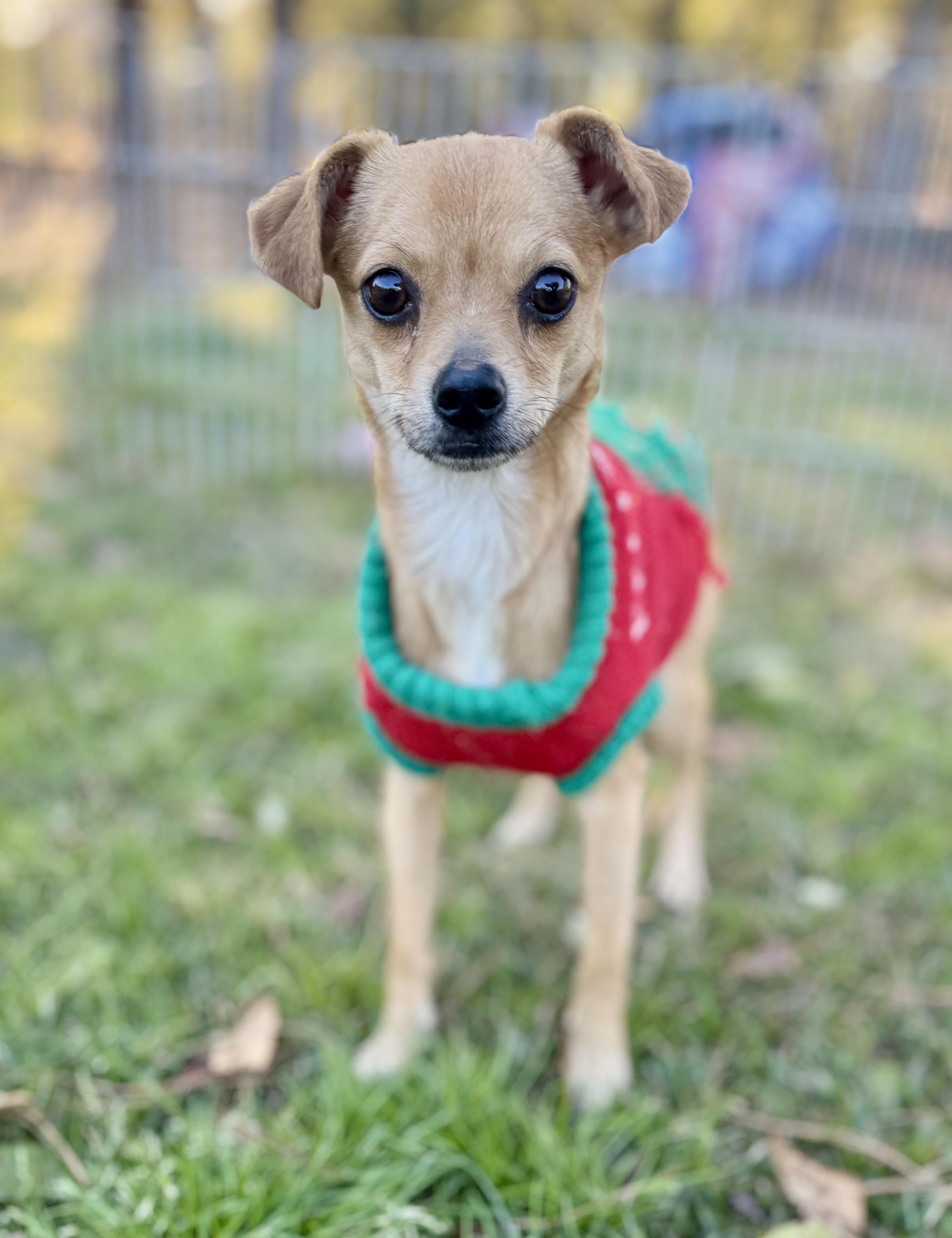 Shelby, adopted, Young Female Chihuahua.