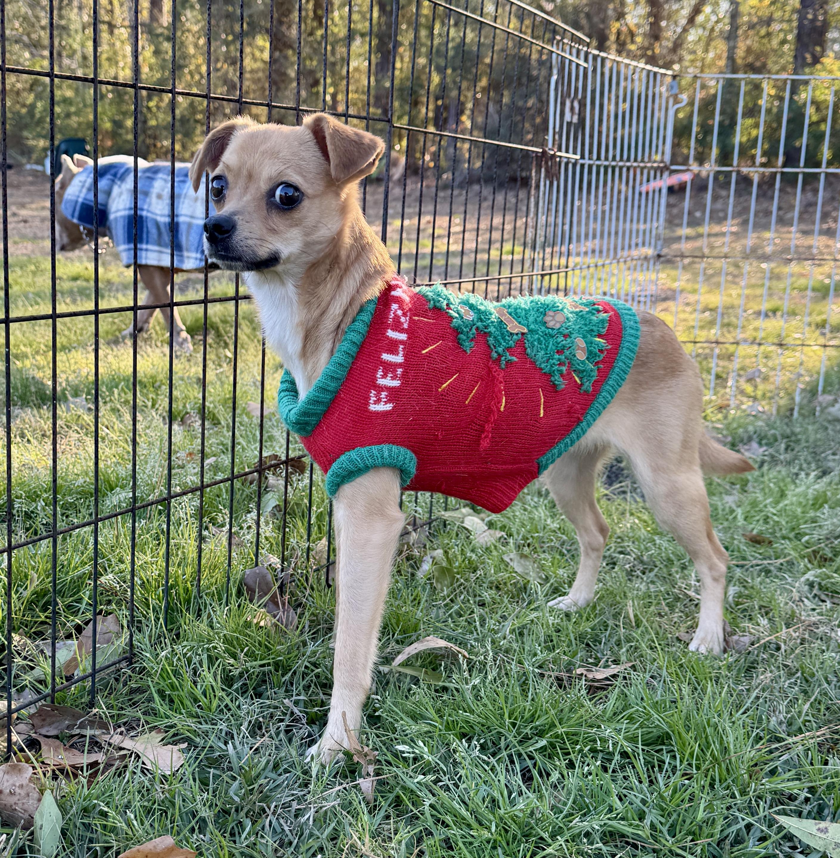 Enlarge Shelby, an adopted mixed breed in Harrisburg, PA image 5/6
