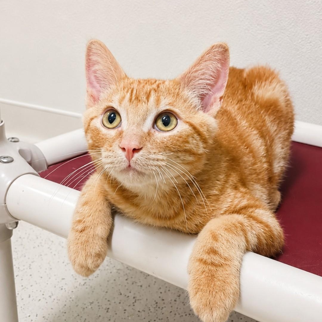 Bugger, adopted, Kitten Male Domestic Short Hair.