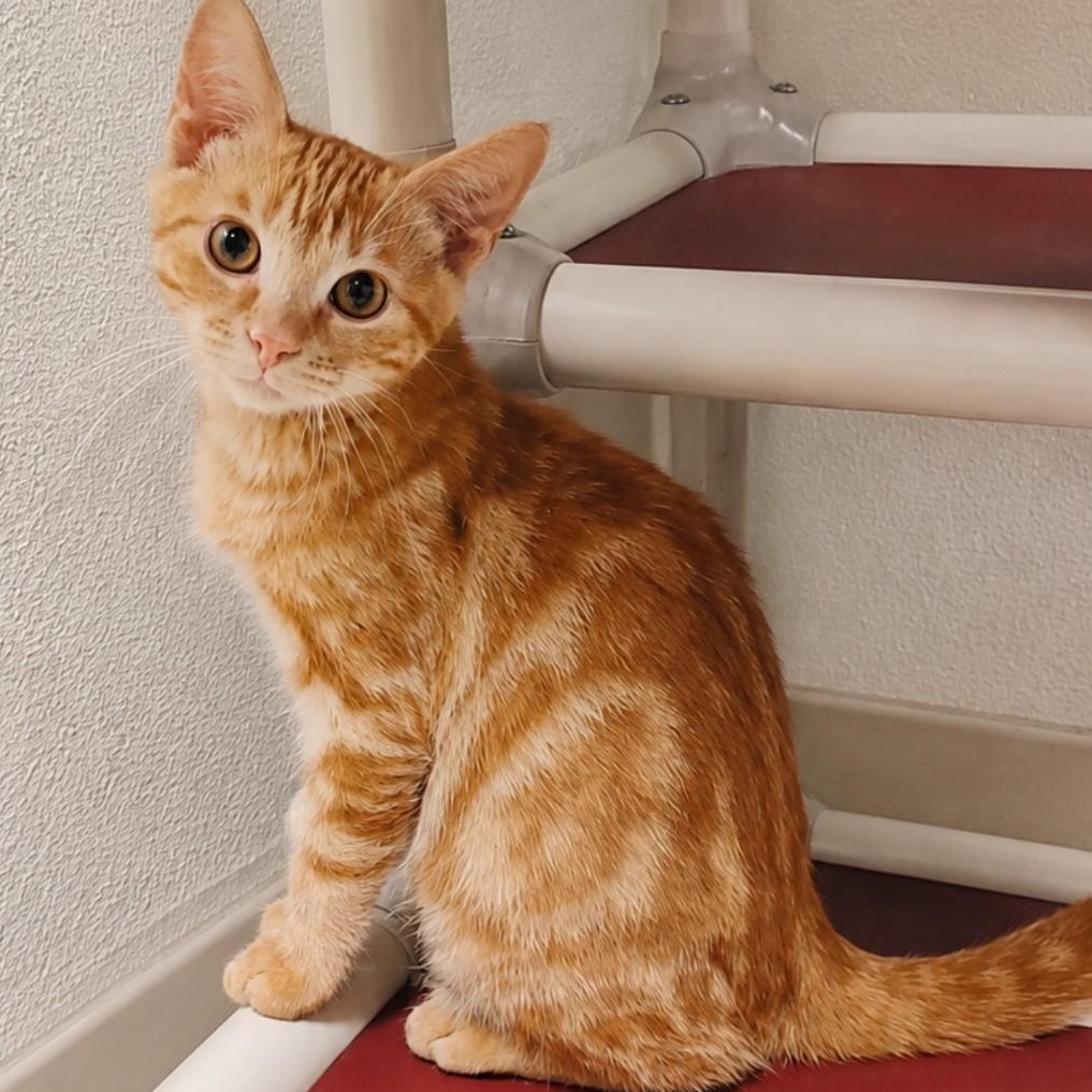 Enlarge Bugger, an adopted Domestic Short Hair in Amery, WI image 2/2