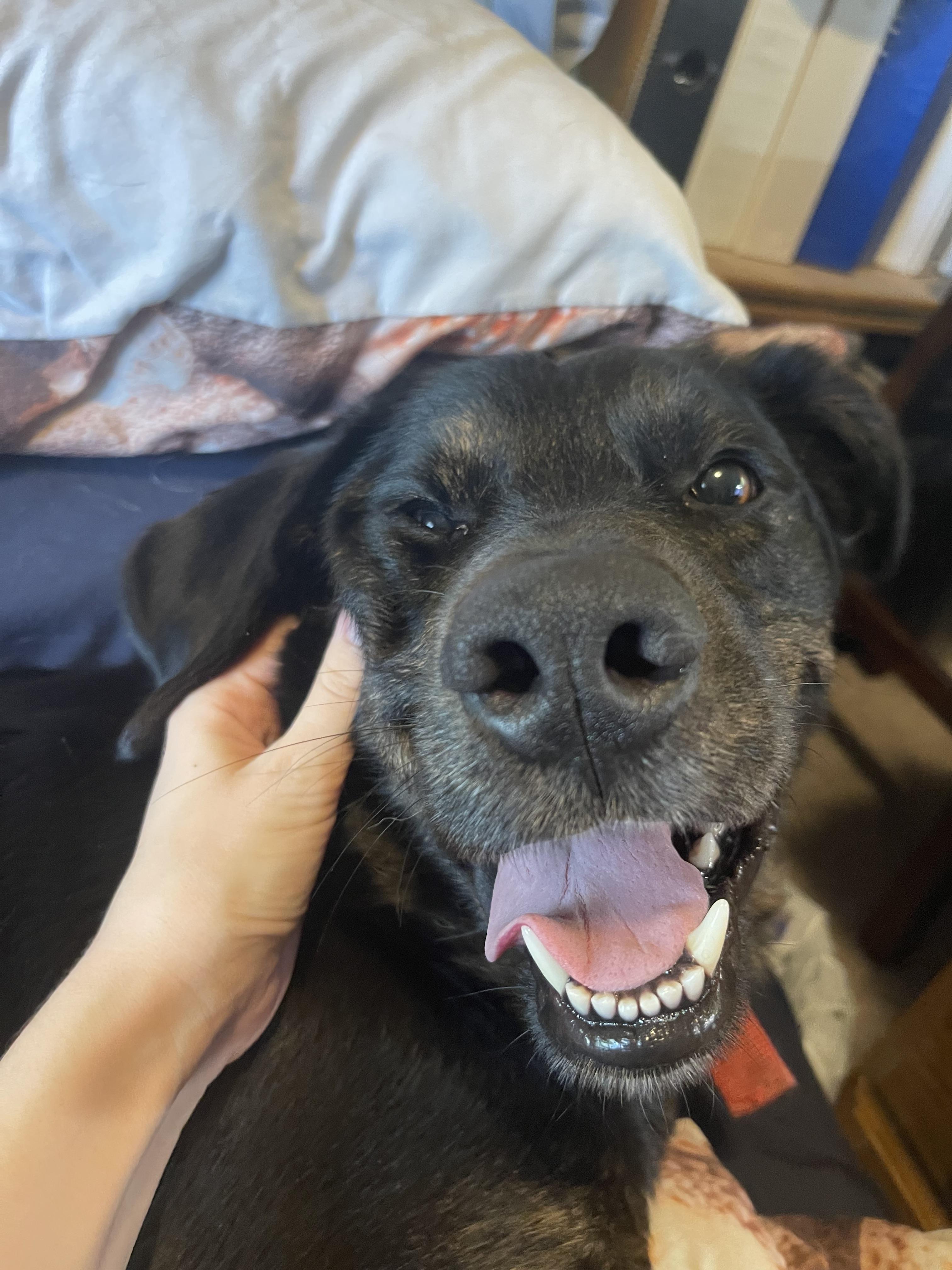 Enlarge Bella, a Adopted mixed breed in Coralville, IA image 1/6