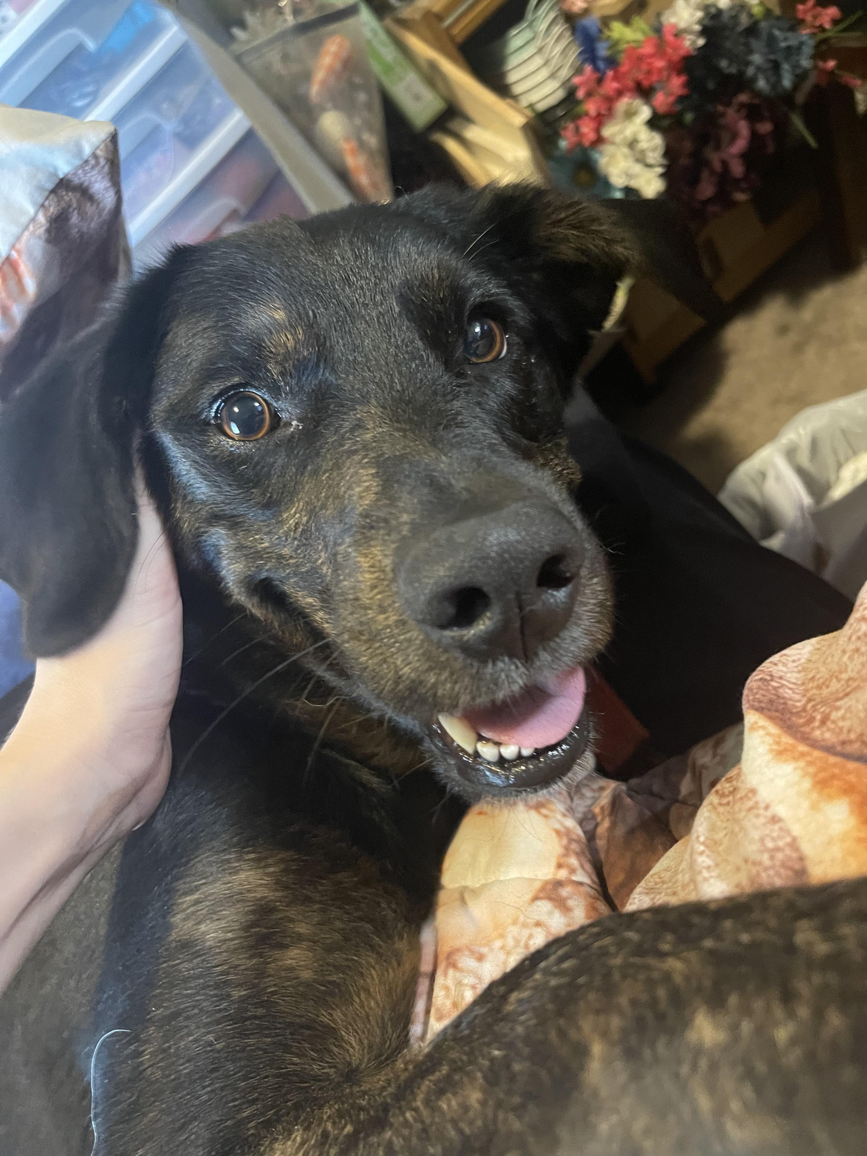 Enlarge Bella, a Adopted mixed breed in Coralville, IA image 2/6