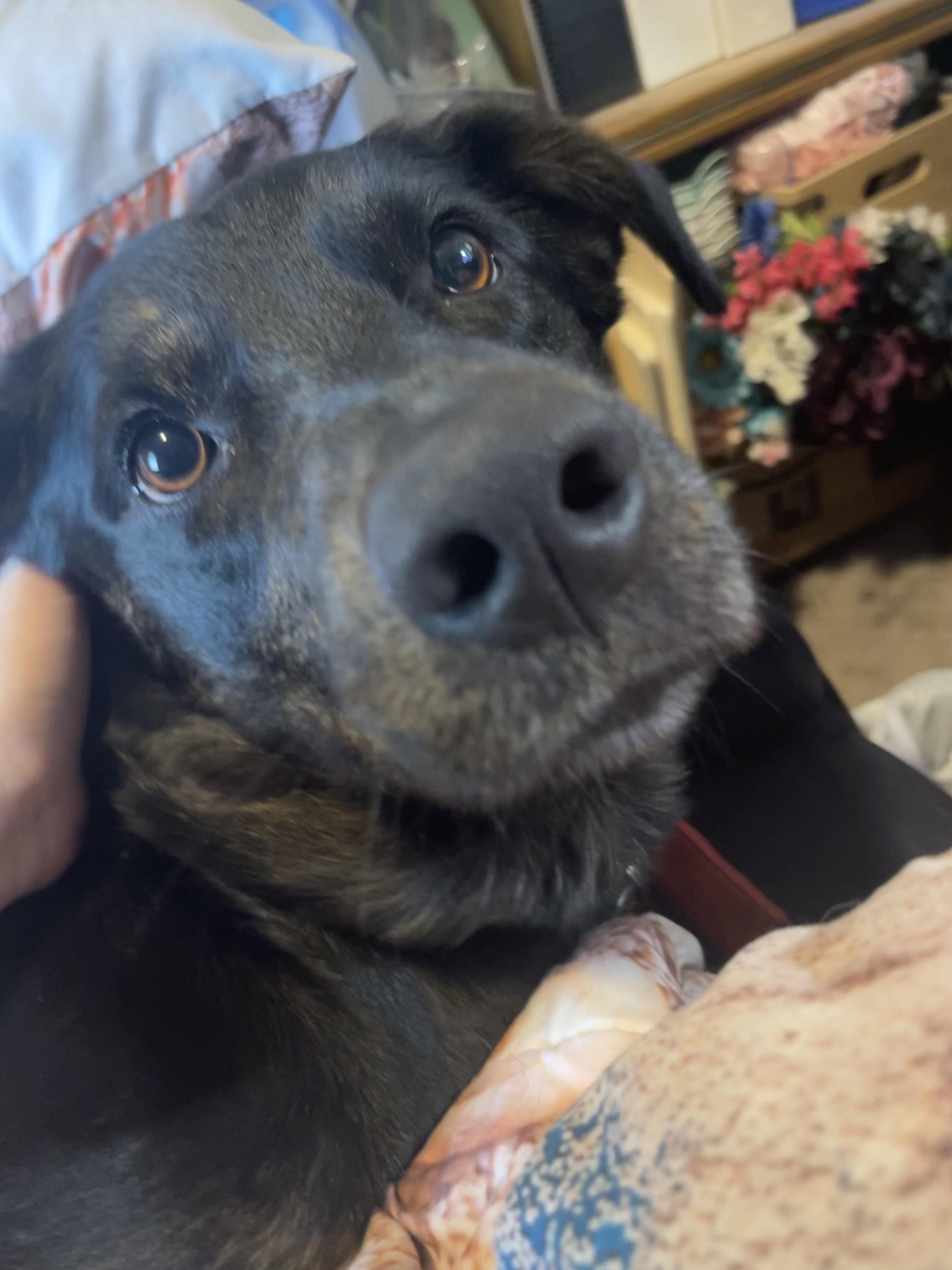 Enlarge Bella, a Adopted mixed breed in Coralville, IA image 3/6