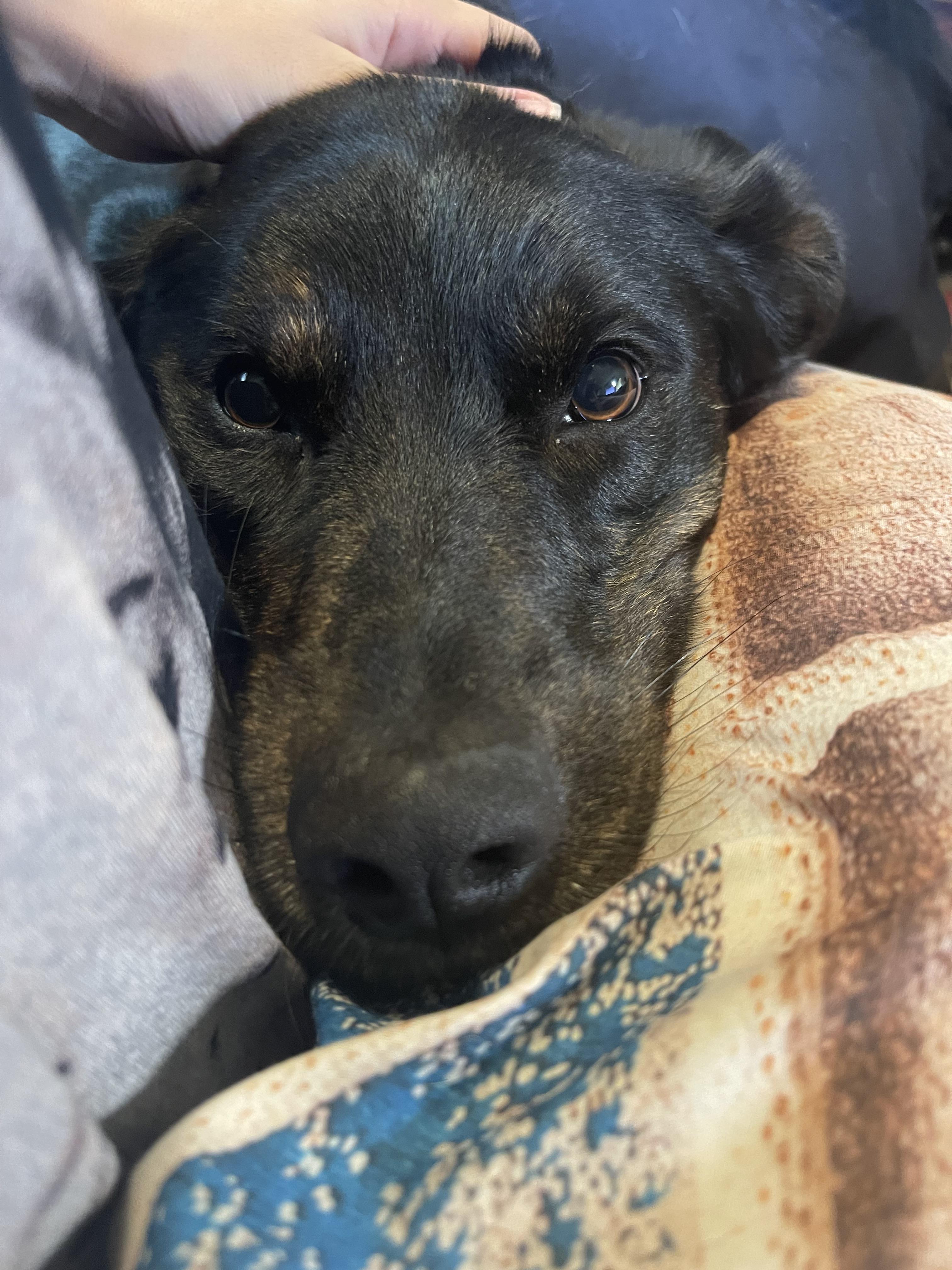 Enlarge Bella, a Adopted mixed breed in Coralville, IA image 4/6