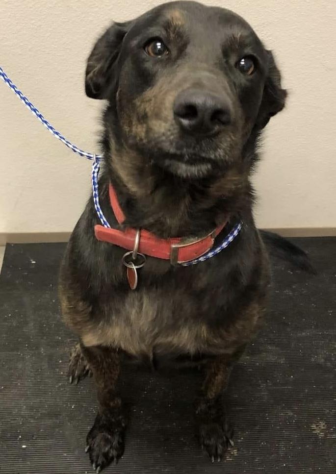 Enlarge Bella, a Adopted mixed breed in Coralville, IA image 5/6