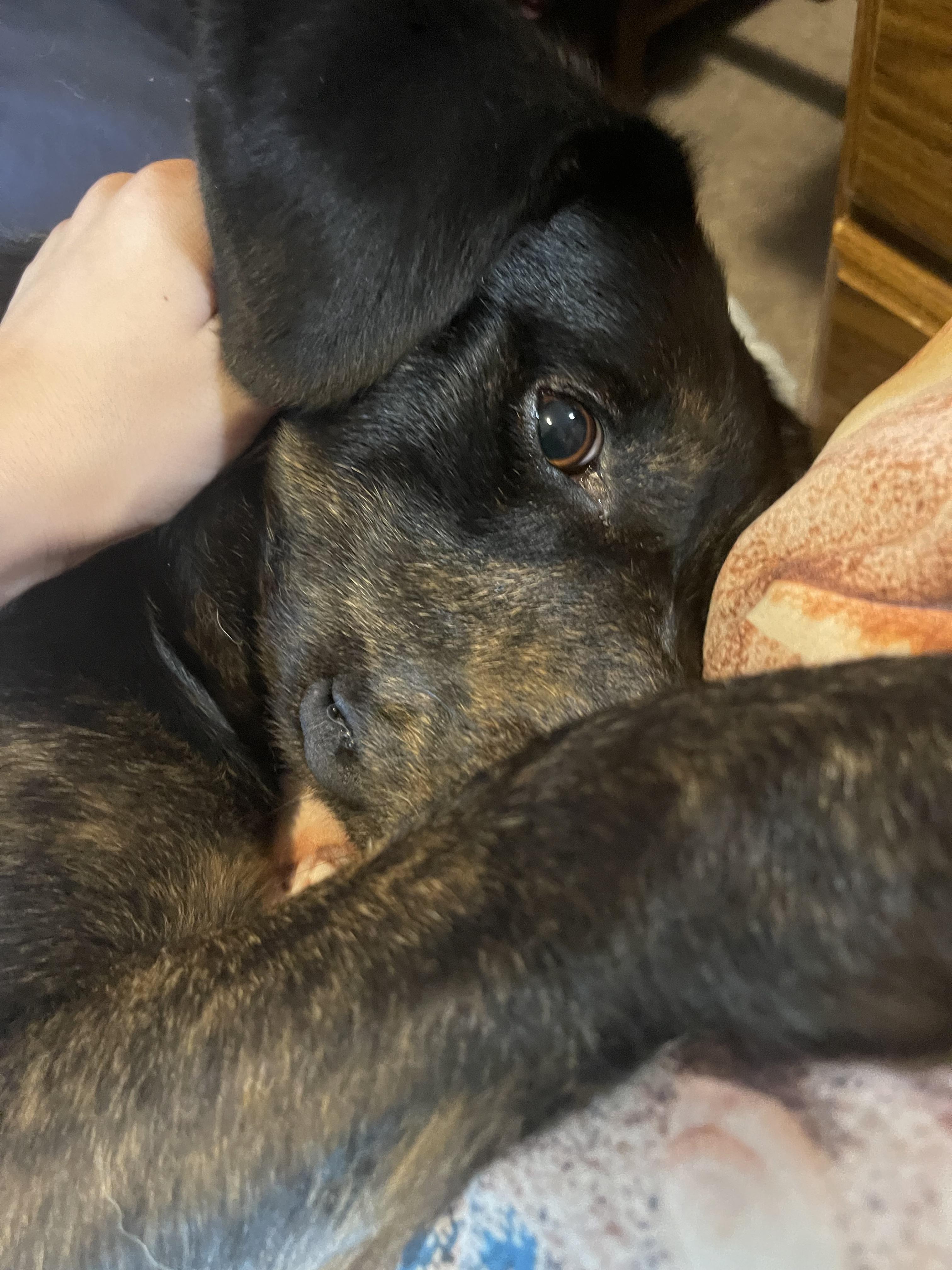 Enlarge Bella, a Adopted mixed breed in Coralville, IA image 6/6