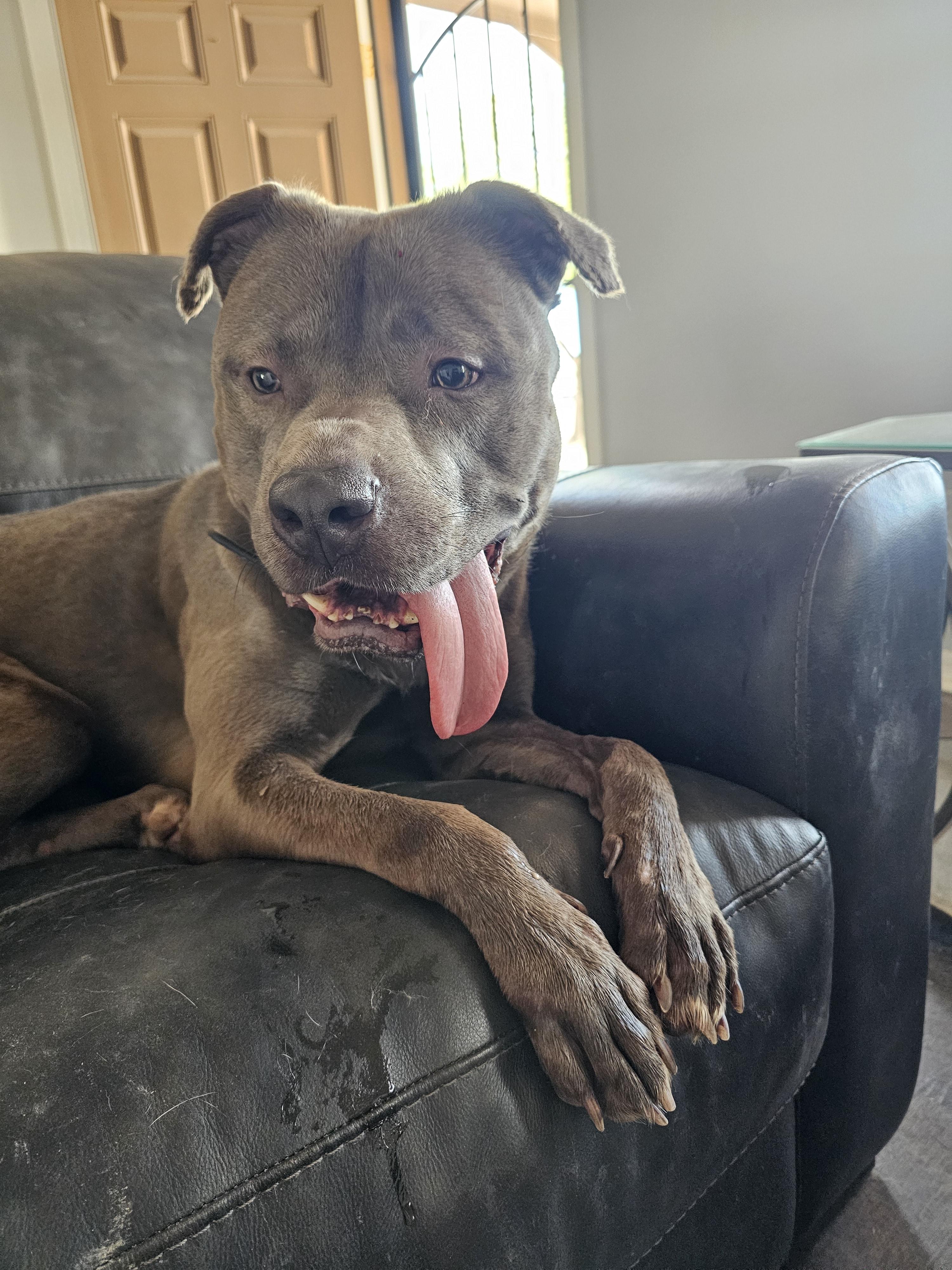 Enlarge Luna, a Adoptable American Staffordshire Terrier in Mesa, AZ image 1/6