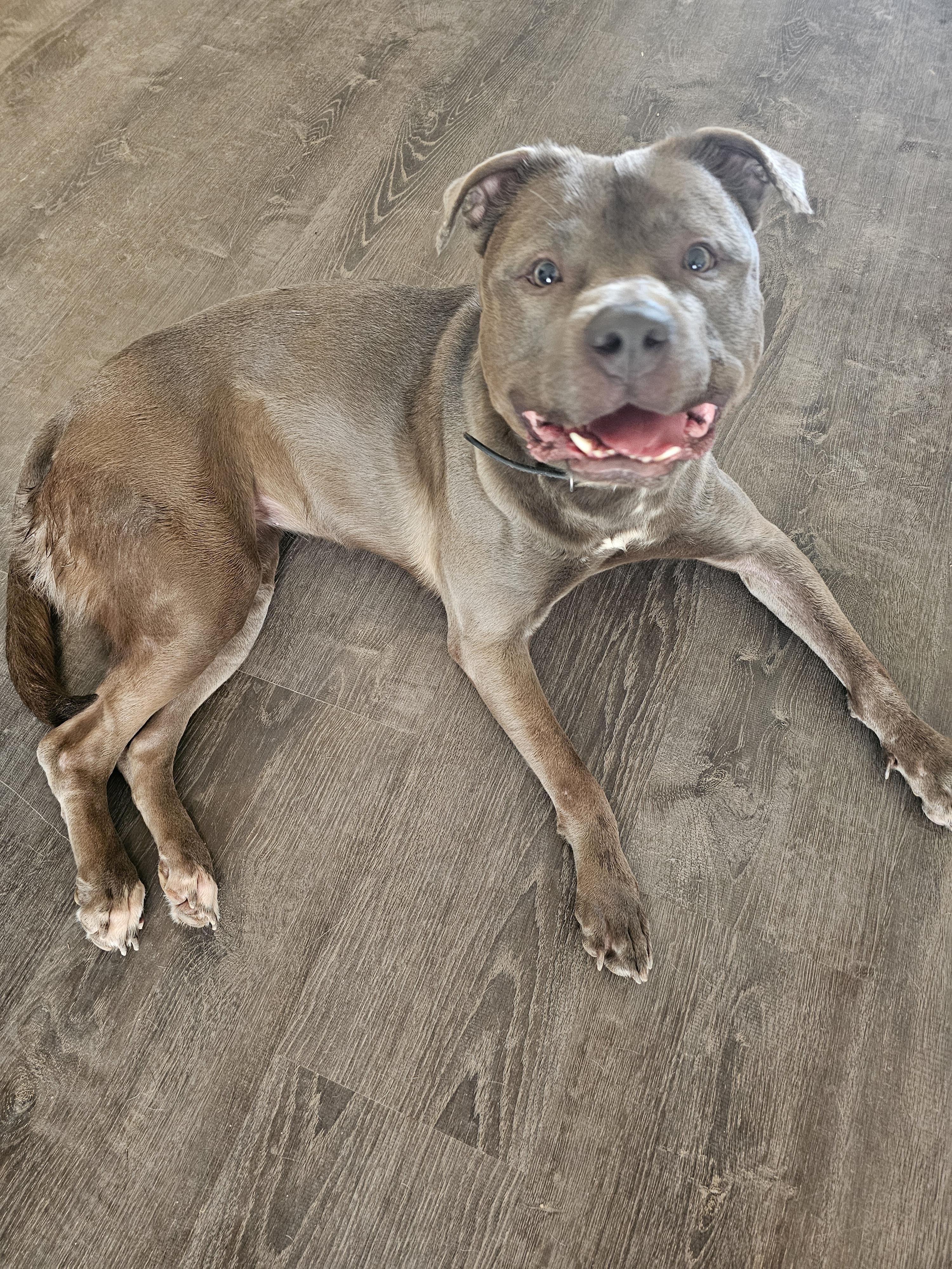Luna, Adoptable, Adult Female American Staffordshire Terrier.