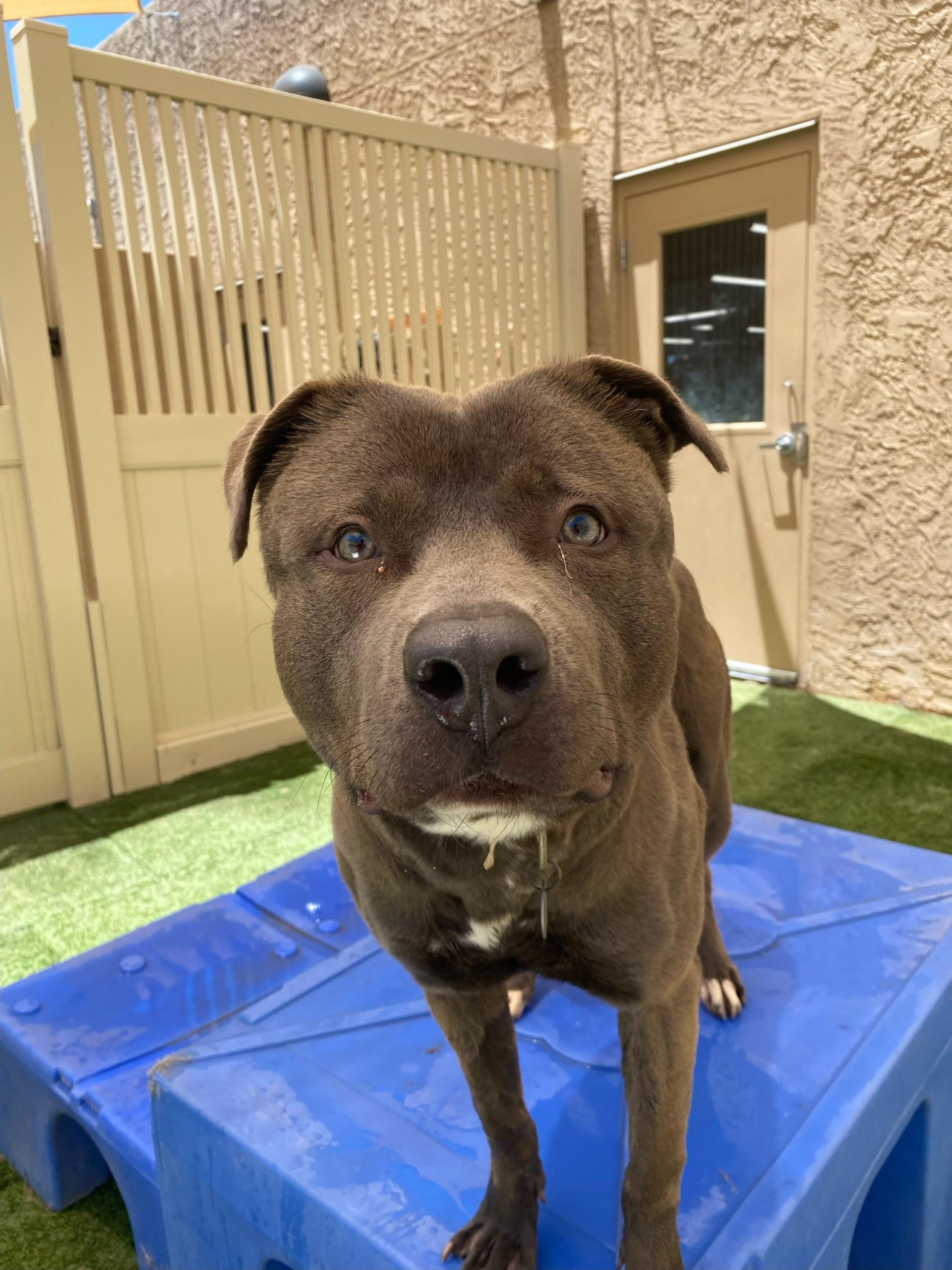 Enlarge Luna, a Adoptable American Staffordshire Terrier in Mesa, AZ image 4/6
