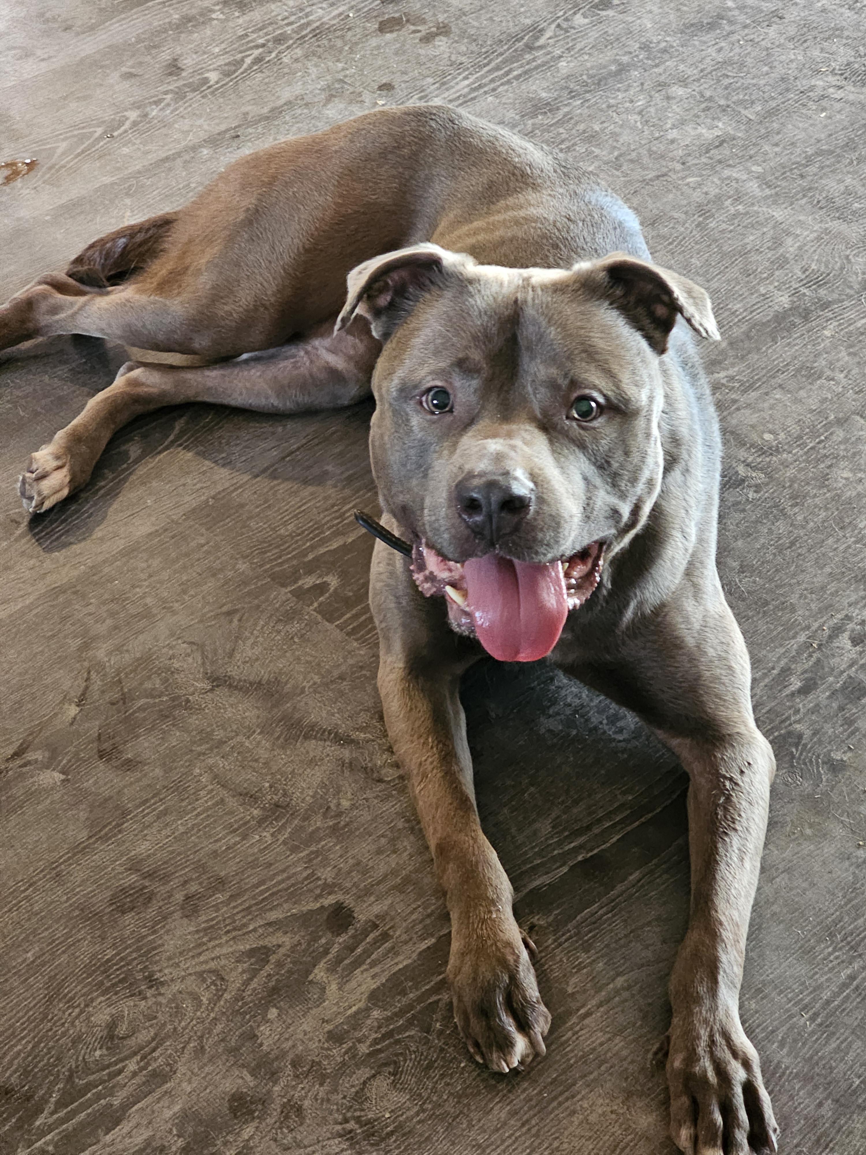 Enlarge Luna, a Adoptable American Staffordshire Terrier in Mesa, AZ image 5/6