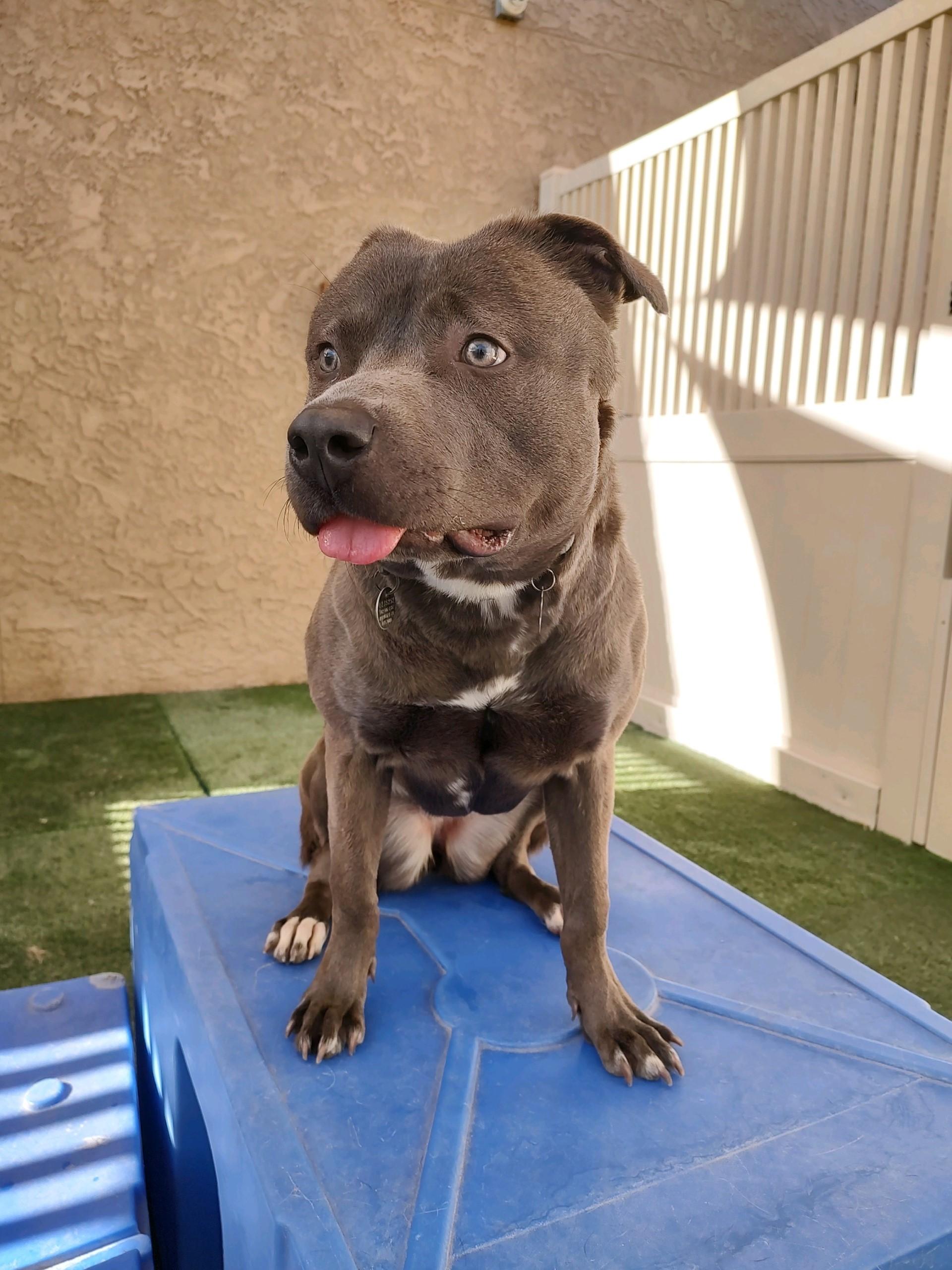 Enlarge Luna, a Adoptable American Staffordshire Terrier in Mesa, AZ image 6/6