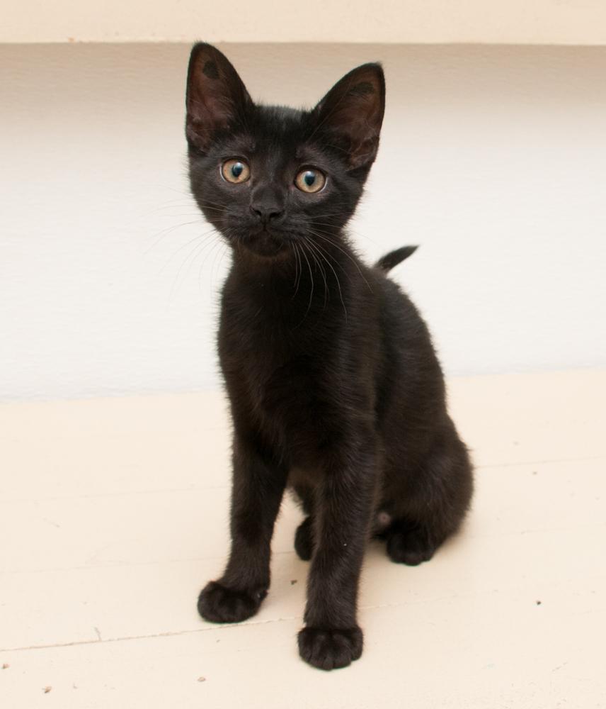 Jasmine (gets adopted with Darjeeling) photo 2
