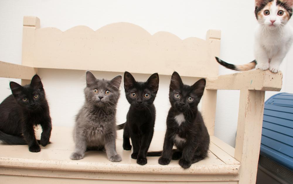 Jasmine (gets adopted with Darjeeling) photo 4