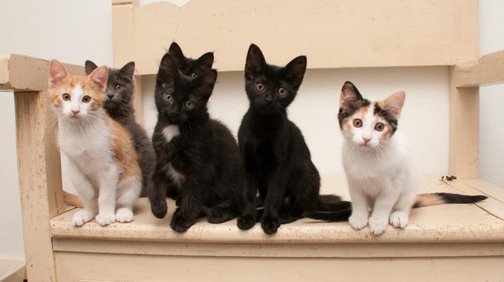 Jasmine (gets adopted with Darjeeling) photo 5