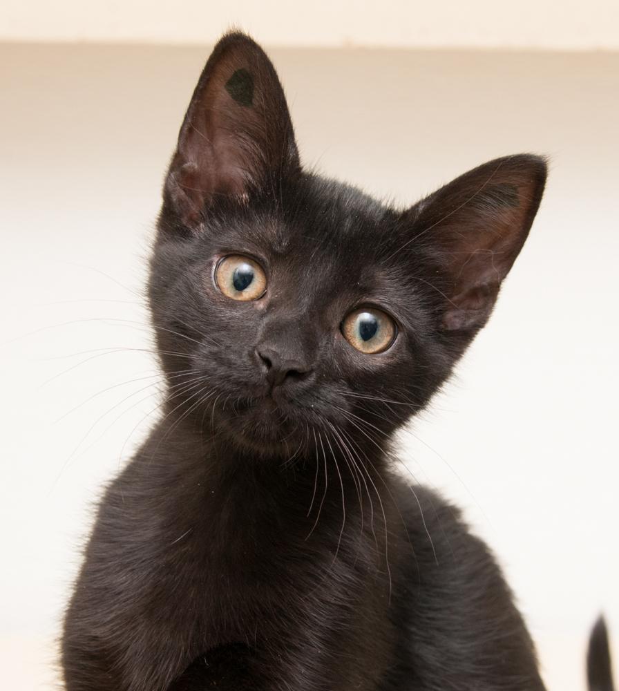 Jasmine (gets adopted with Darjeeling) photo 1