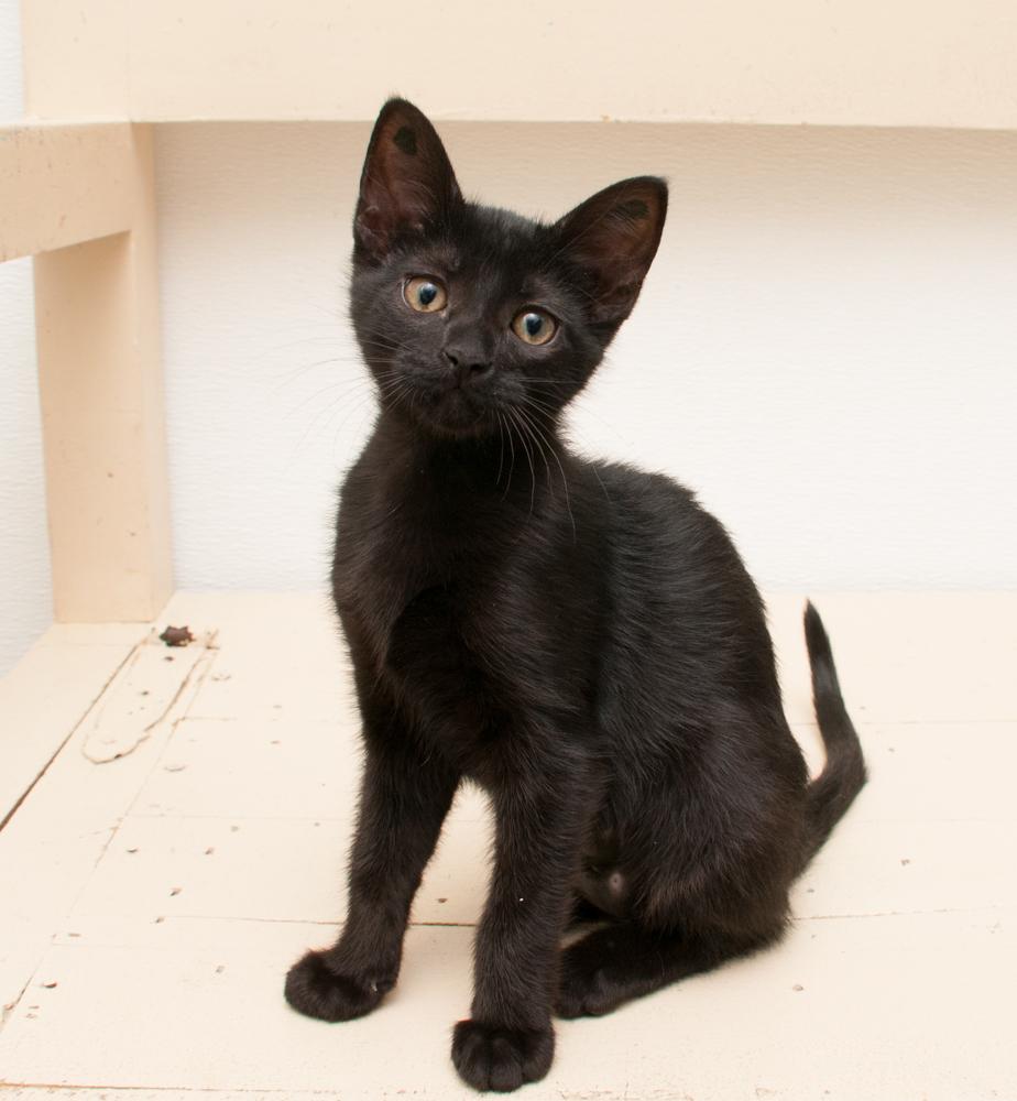 Jasmine (gets adopted with Darjeeling) photo 3
