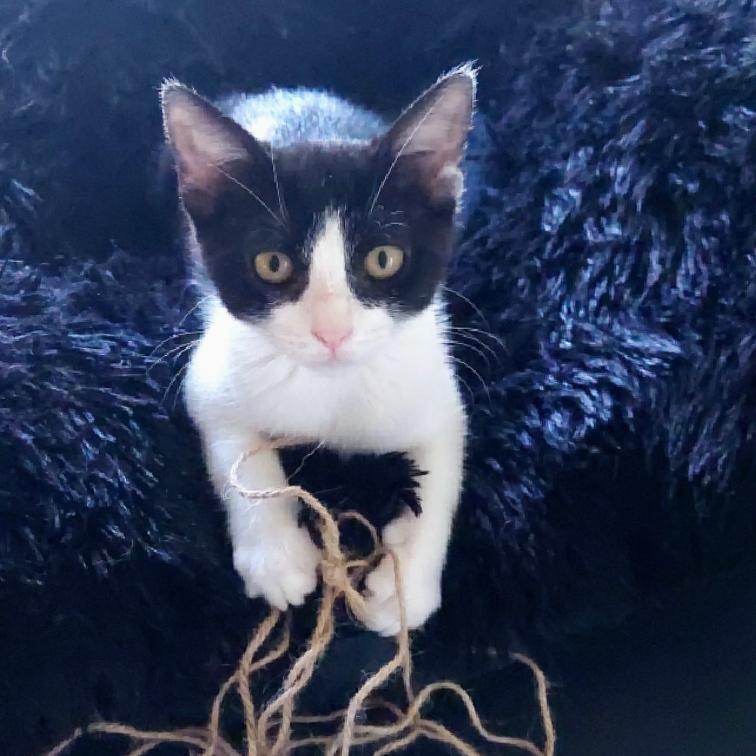 Enlarge Joy, a Adoptable Domestic Short Hair in Aiea, HI image 2/6